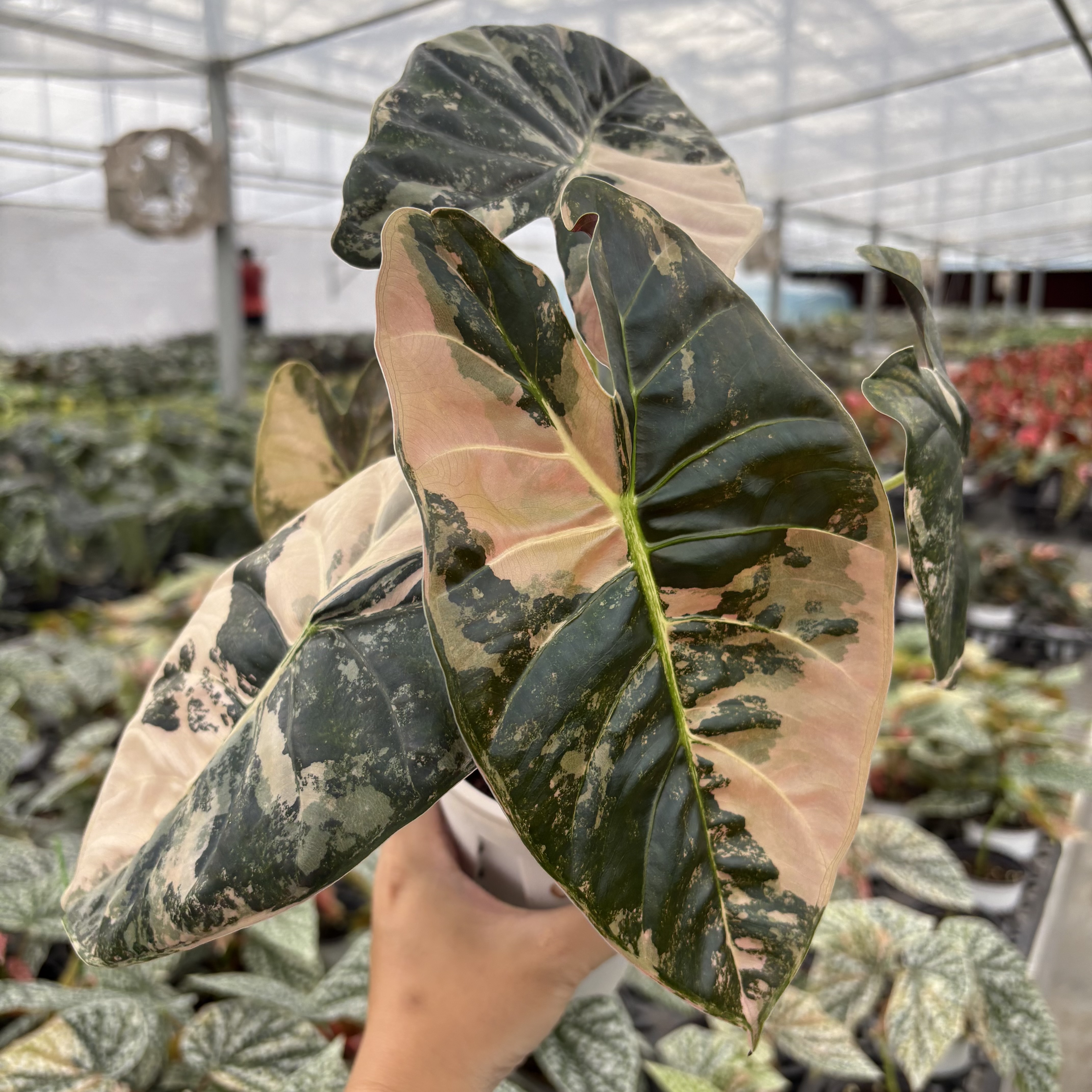 Alocasia Golden Bone Pink Variegated