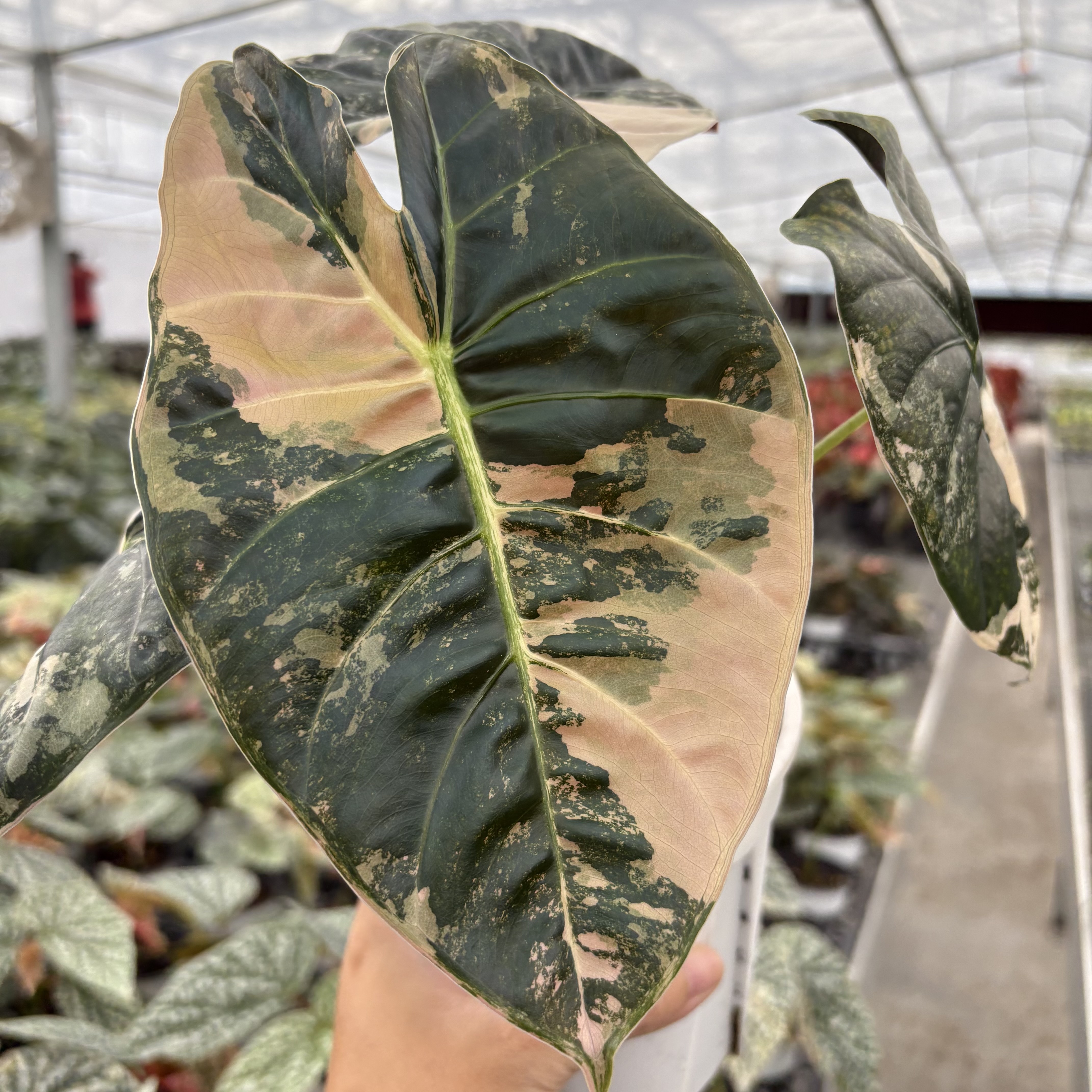 Alocasia Golden Bone Pink Variegated