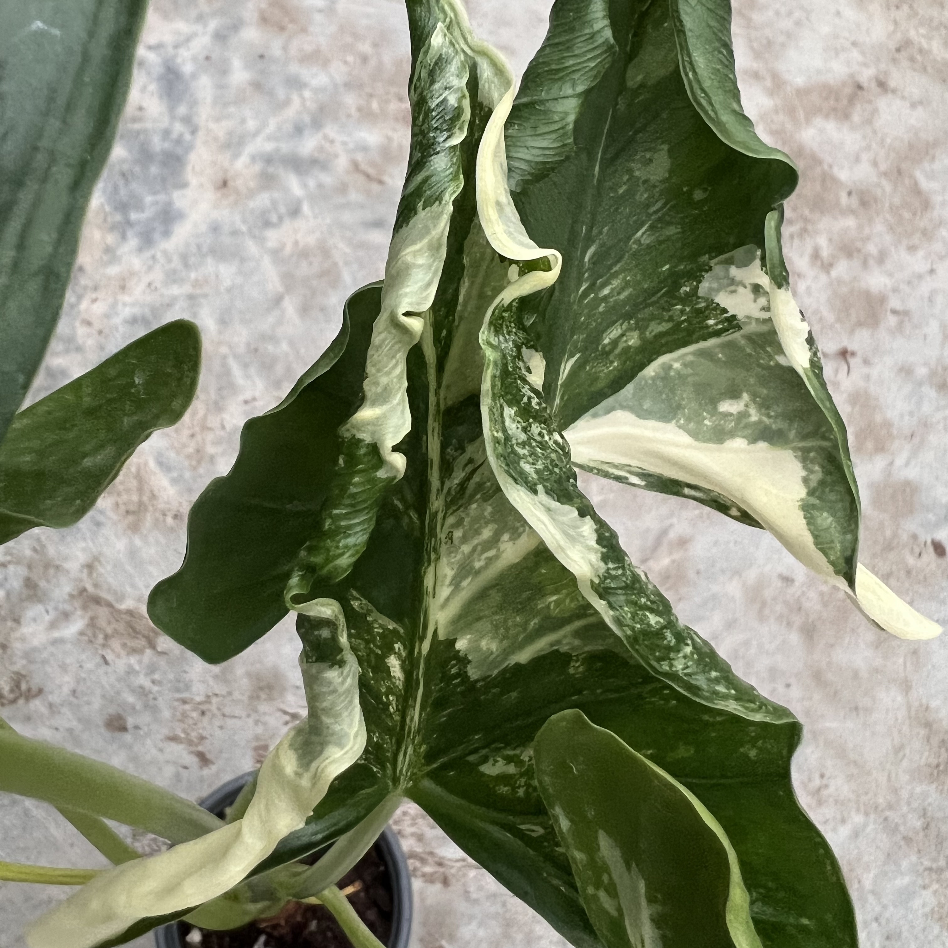Alocasia Crinkles Albo