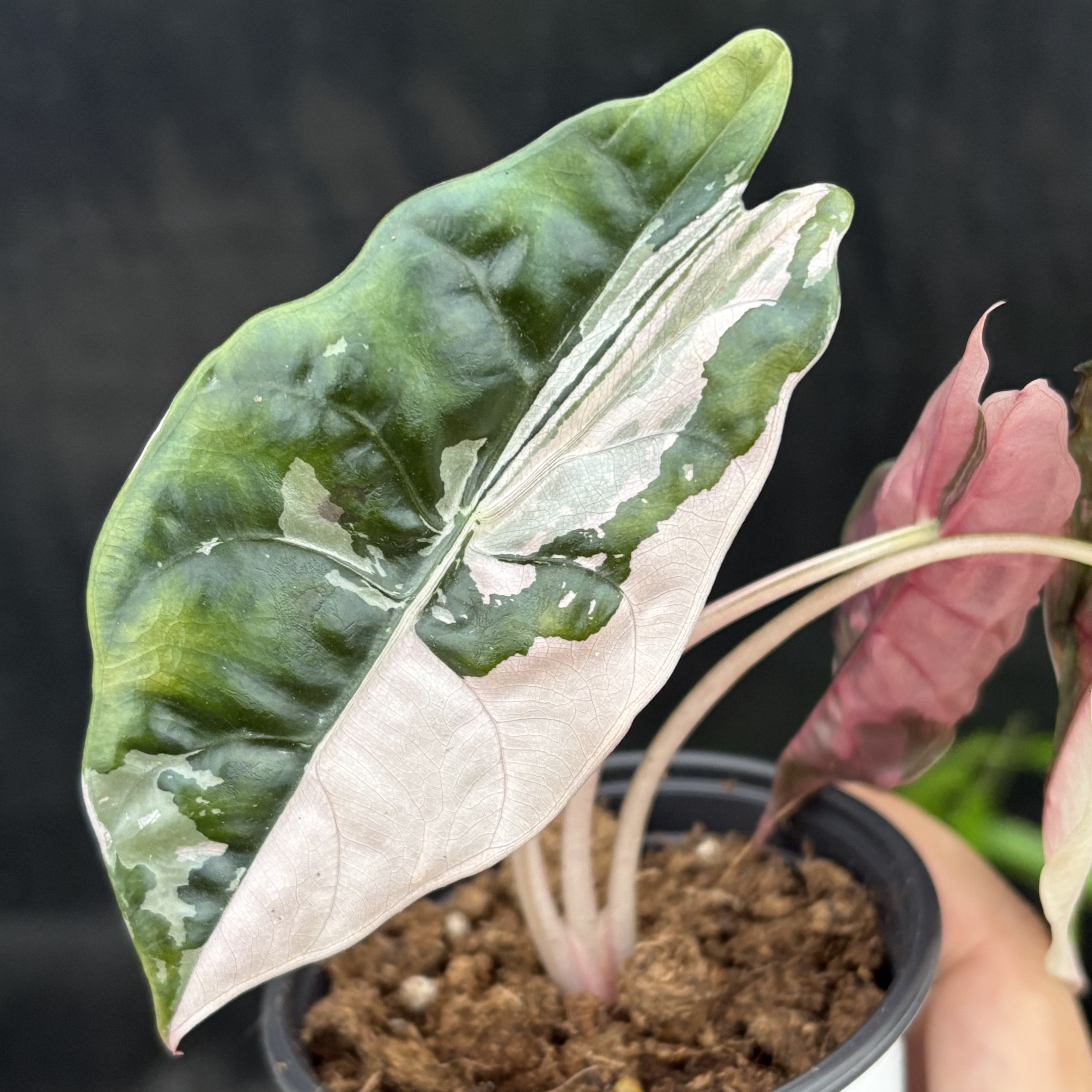 Alocasia Chantrieri Pink Variegated