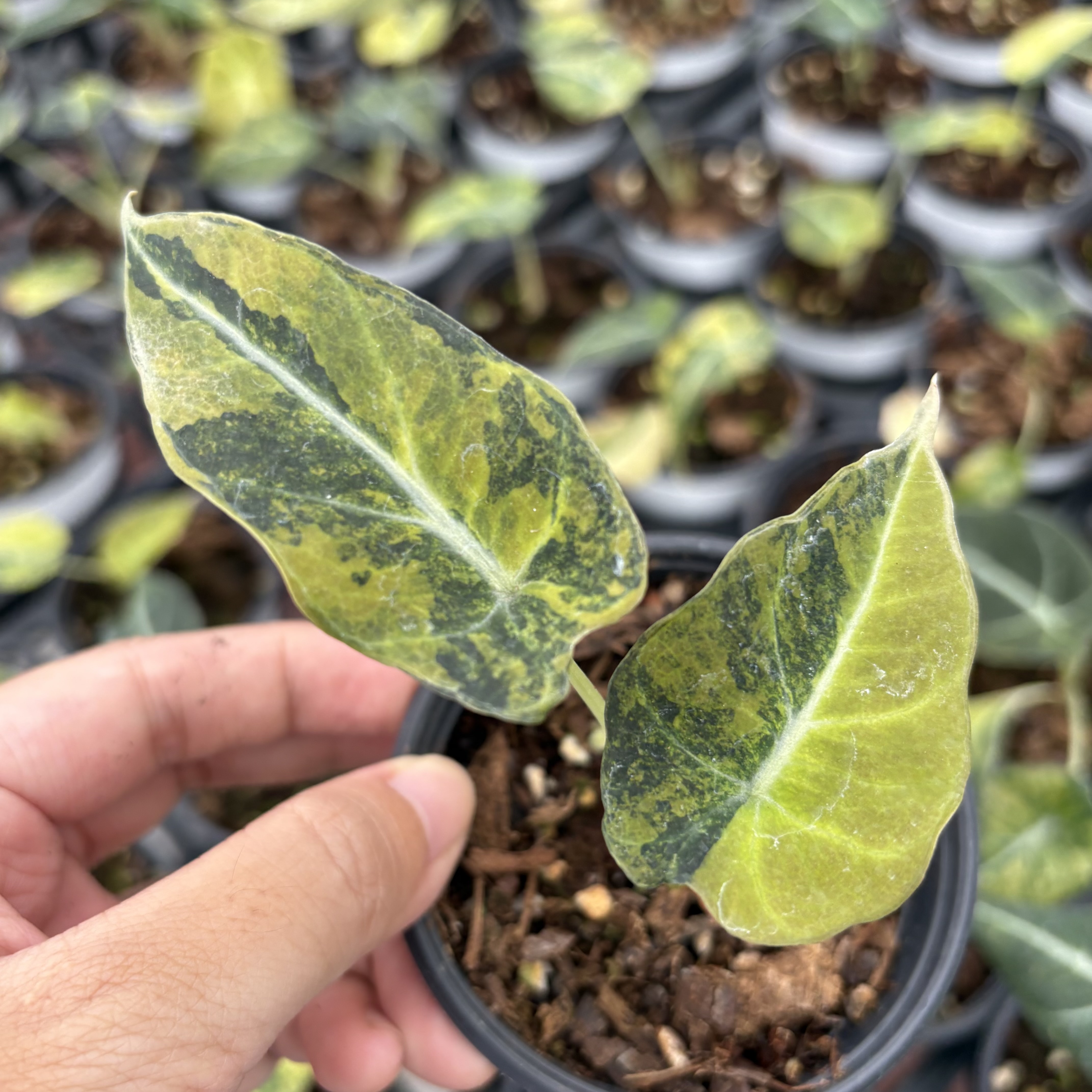 Alocasia Black Velvet Gold Variegated
