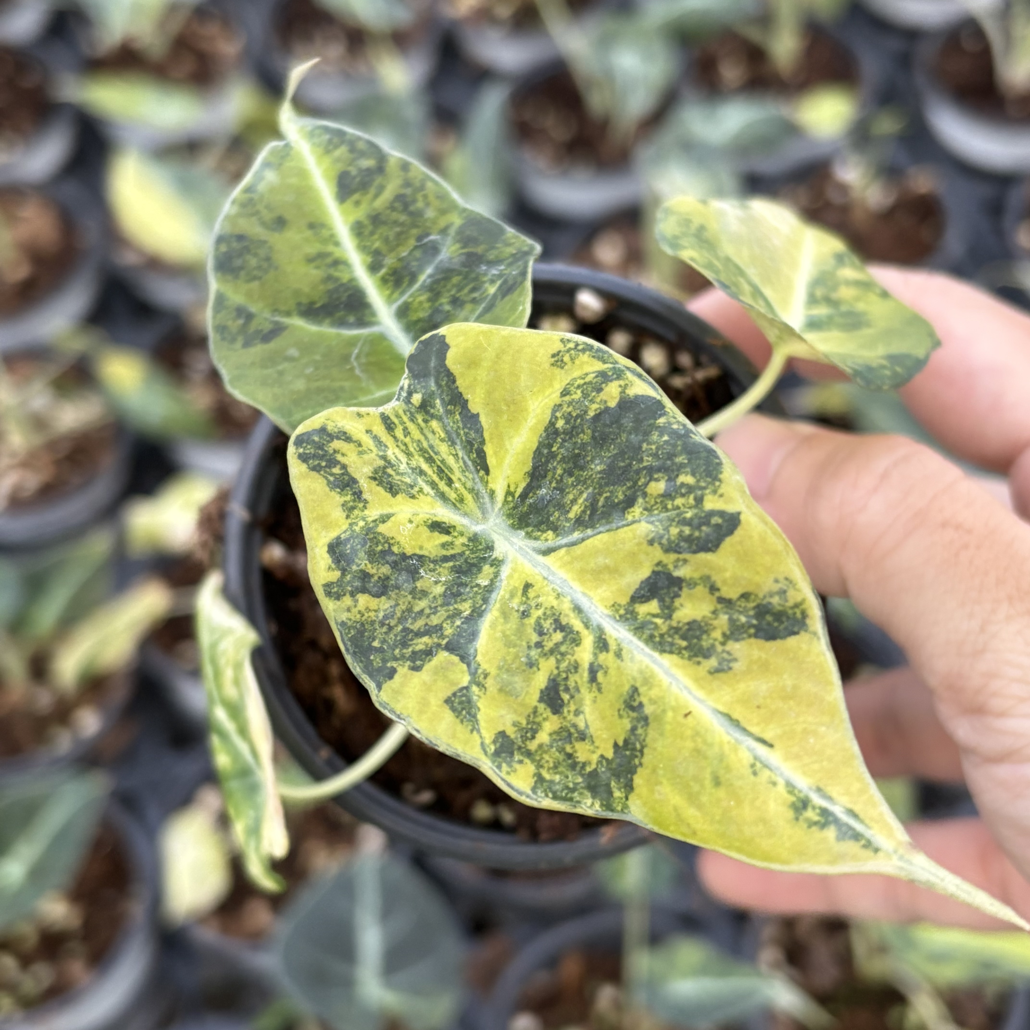 Alocasia Black Velvet Gold Variegated