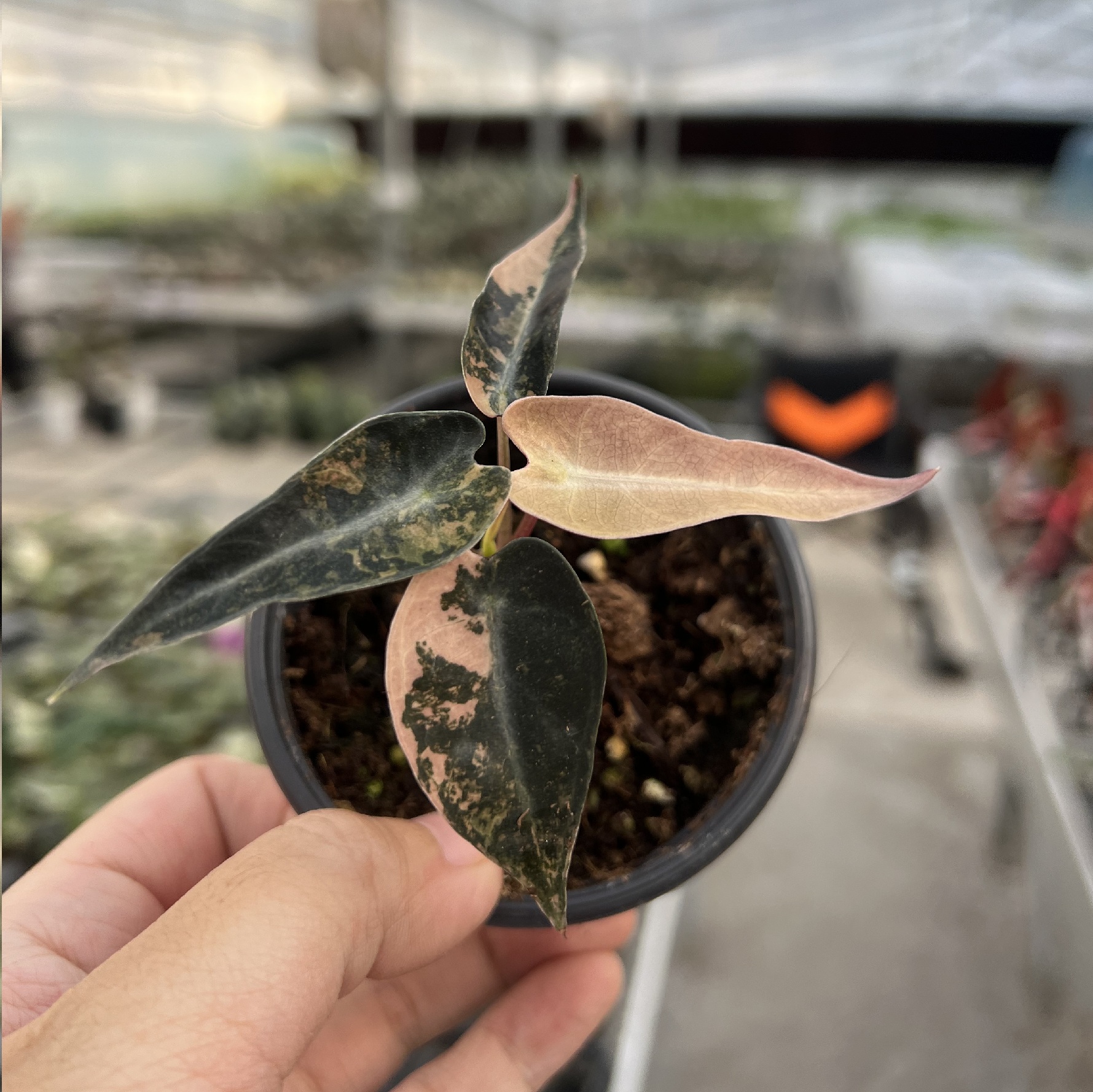 Alocasia Bambino Aurea Variegated