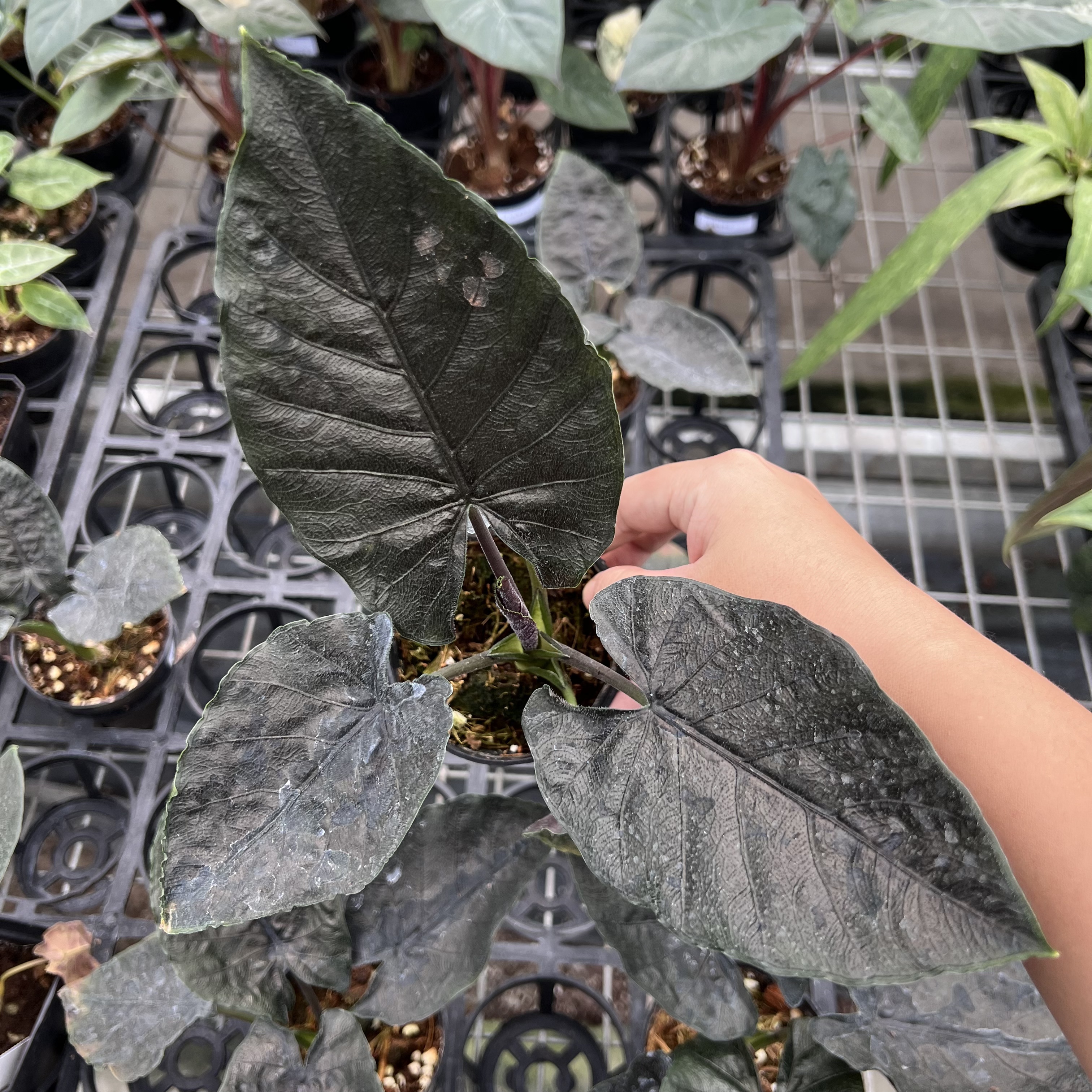 Alocasia Antoro Velvet