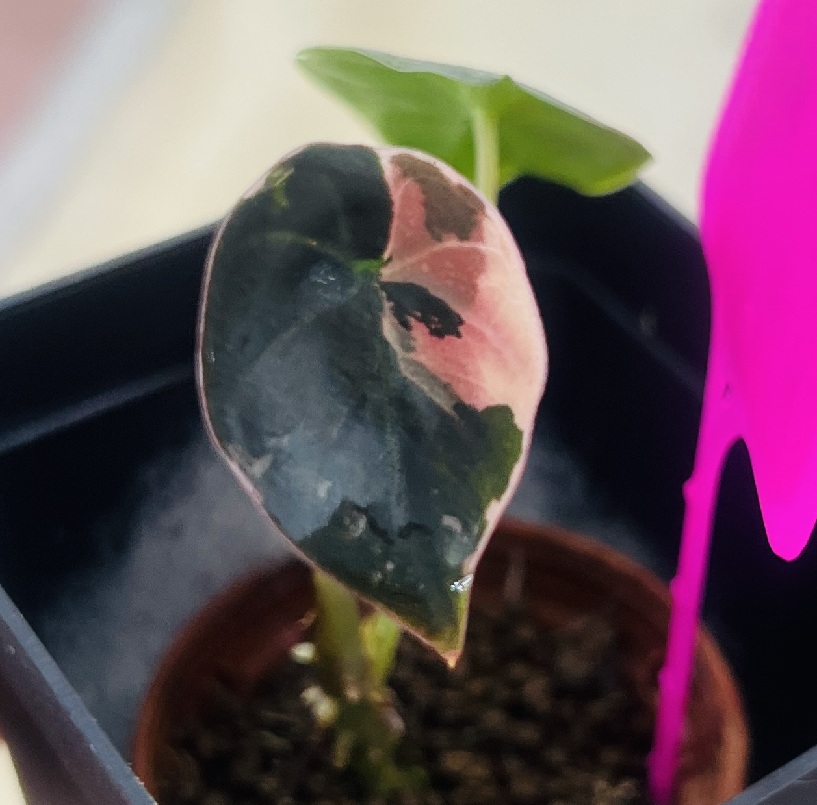 Alocasia Infernalis Pink Variegated