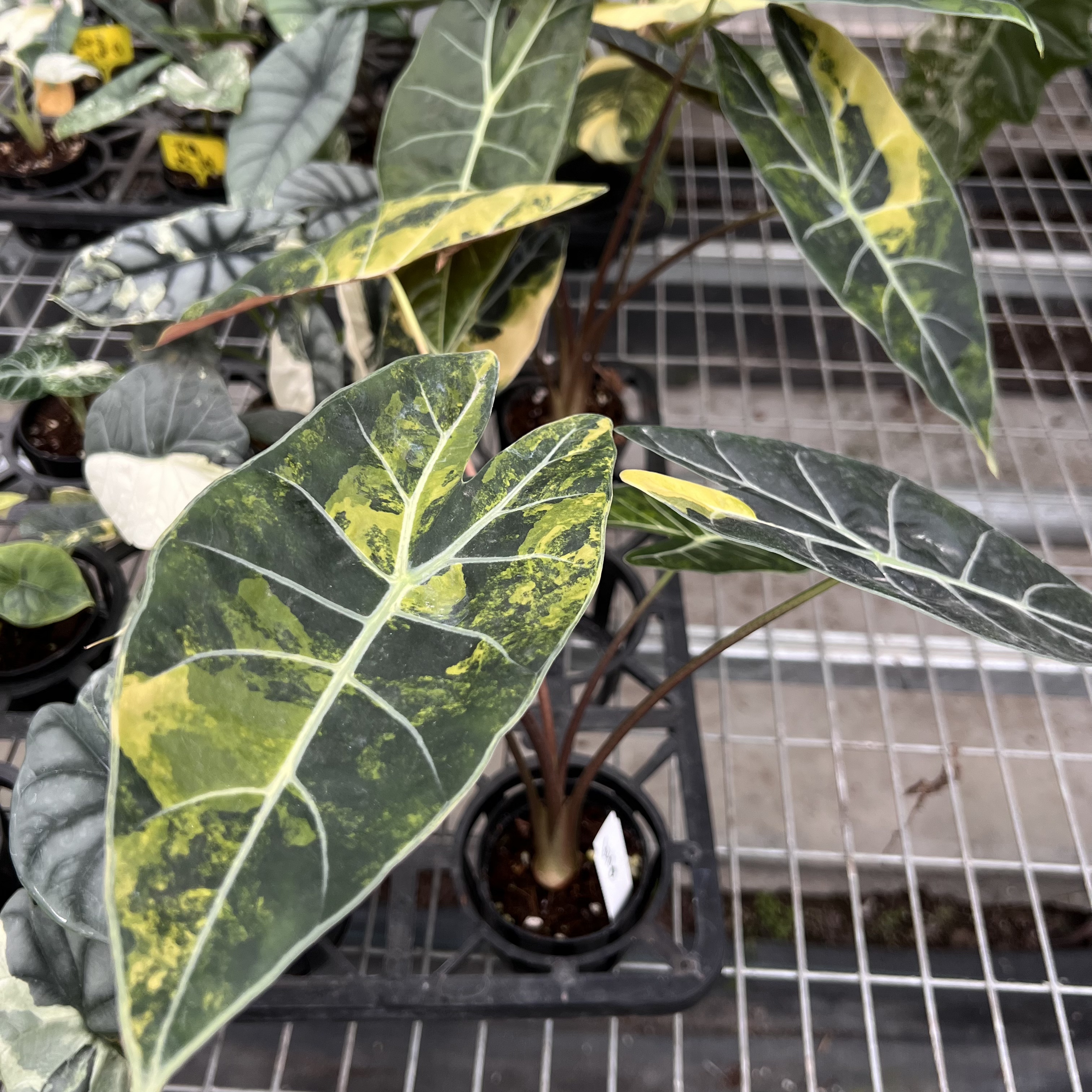 Alocasia Longiloba Suhirmaniana Aurea Variegated