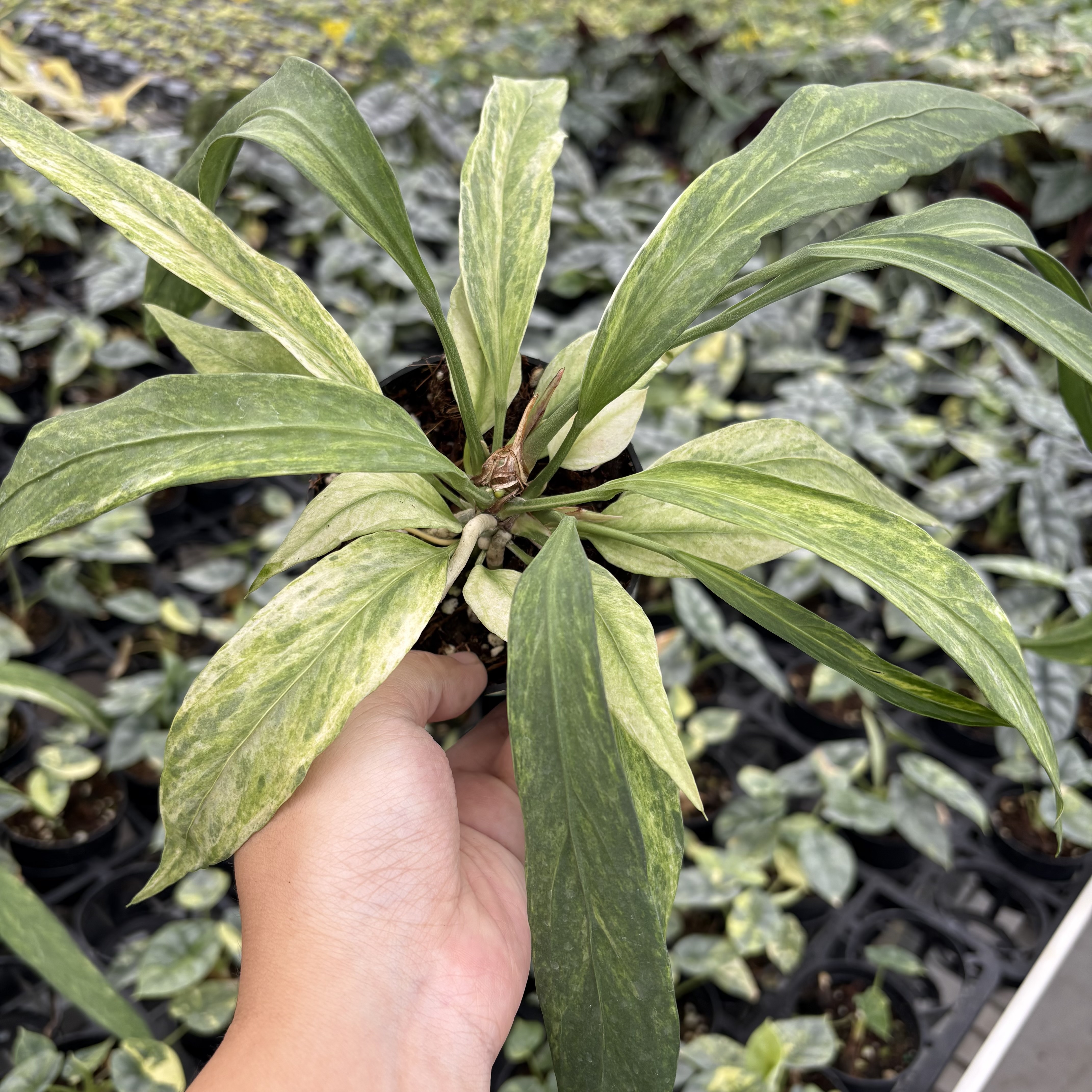 Anthurium Vttariifolium Variegated