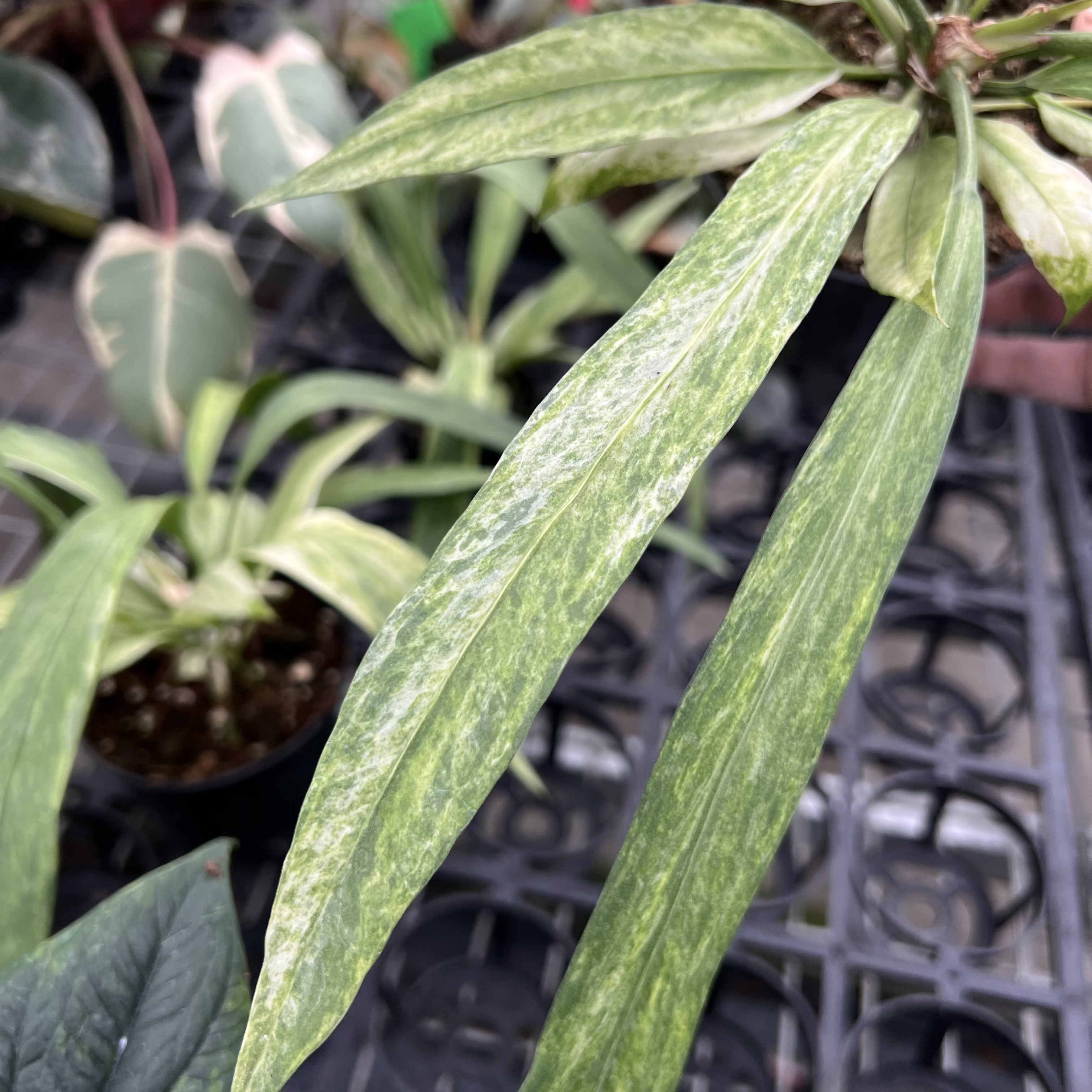 Anthurium Vttariifolium Variegated