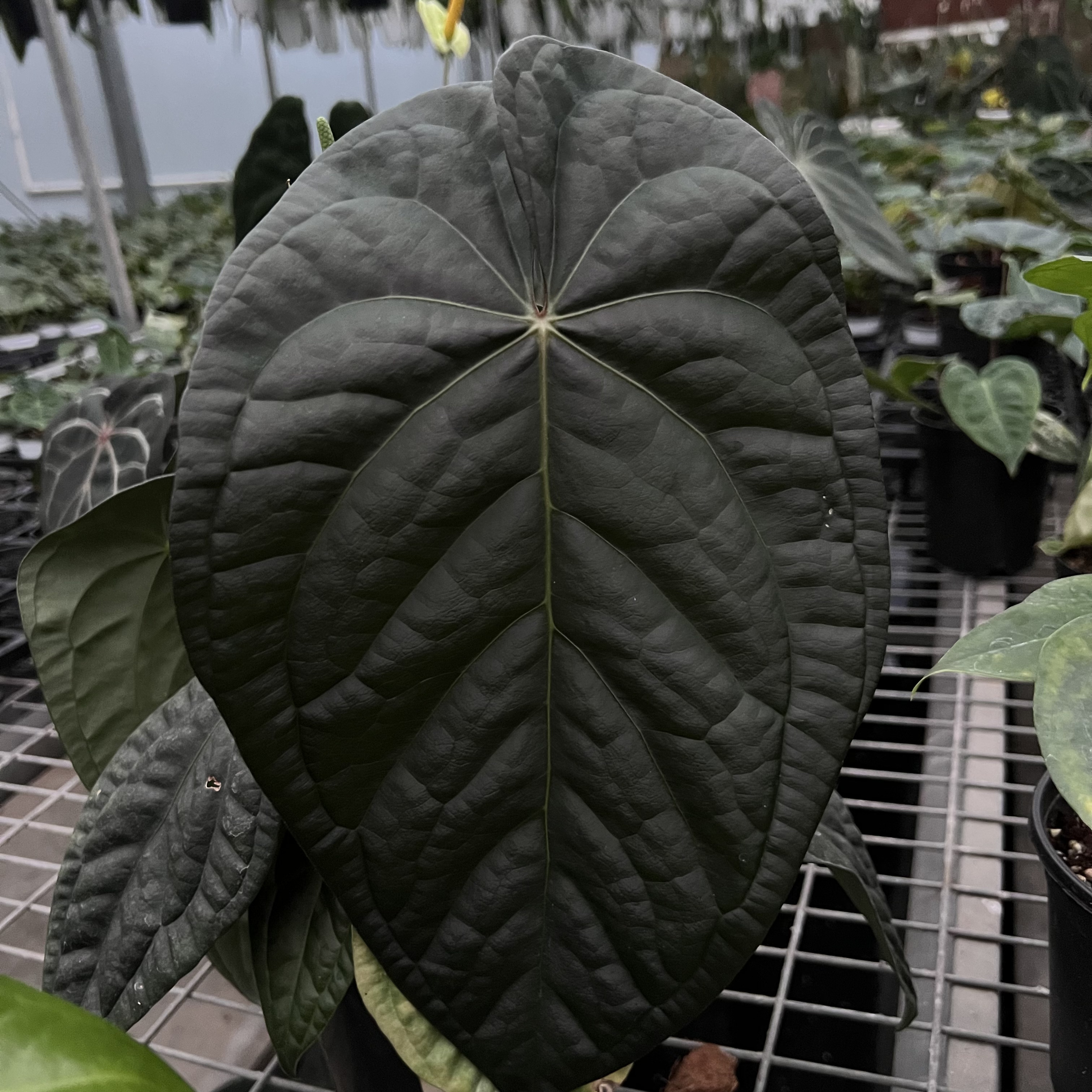 Anthurium Carlablackiae