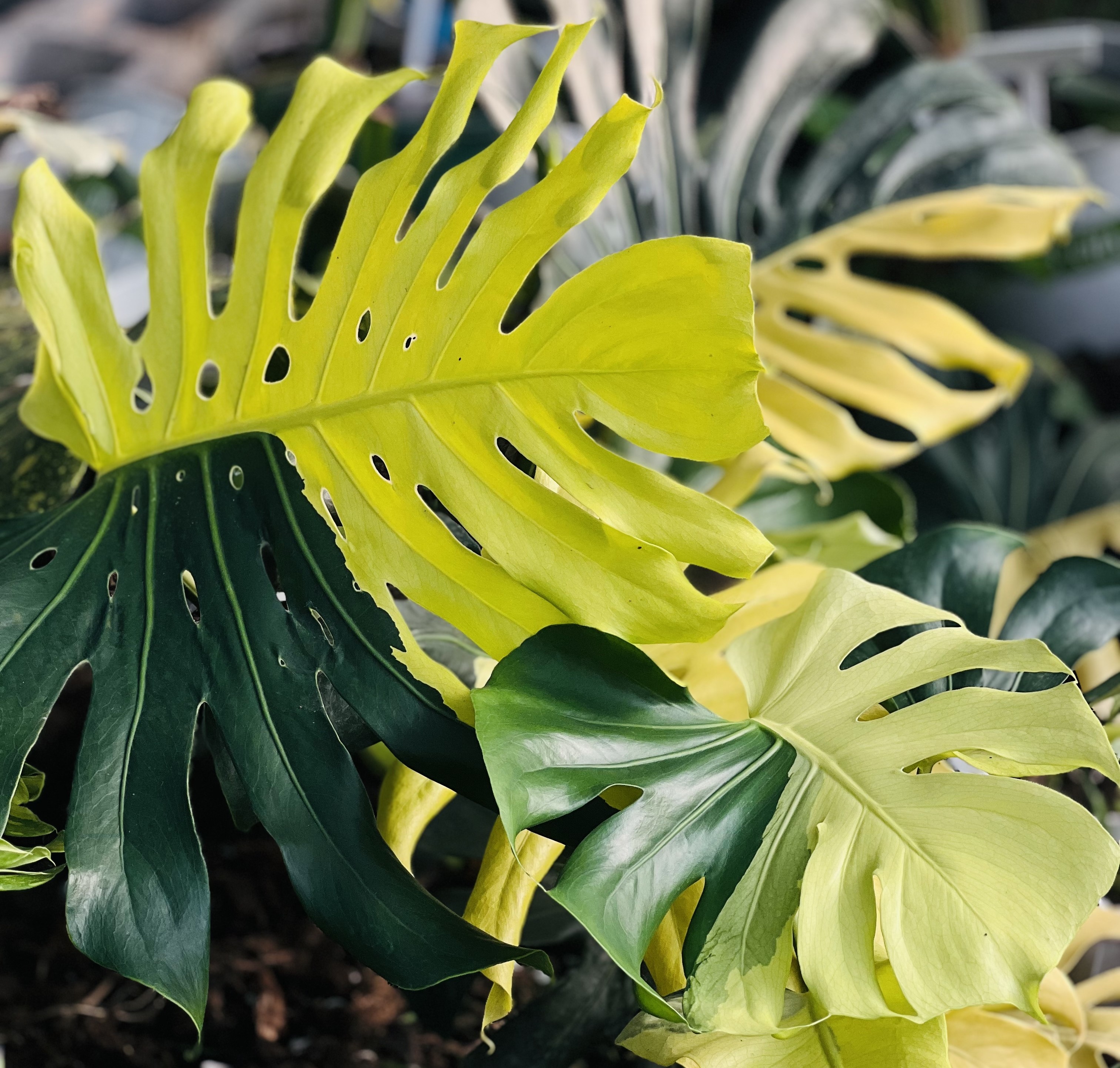 Monstera Lemon Lime