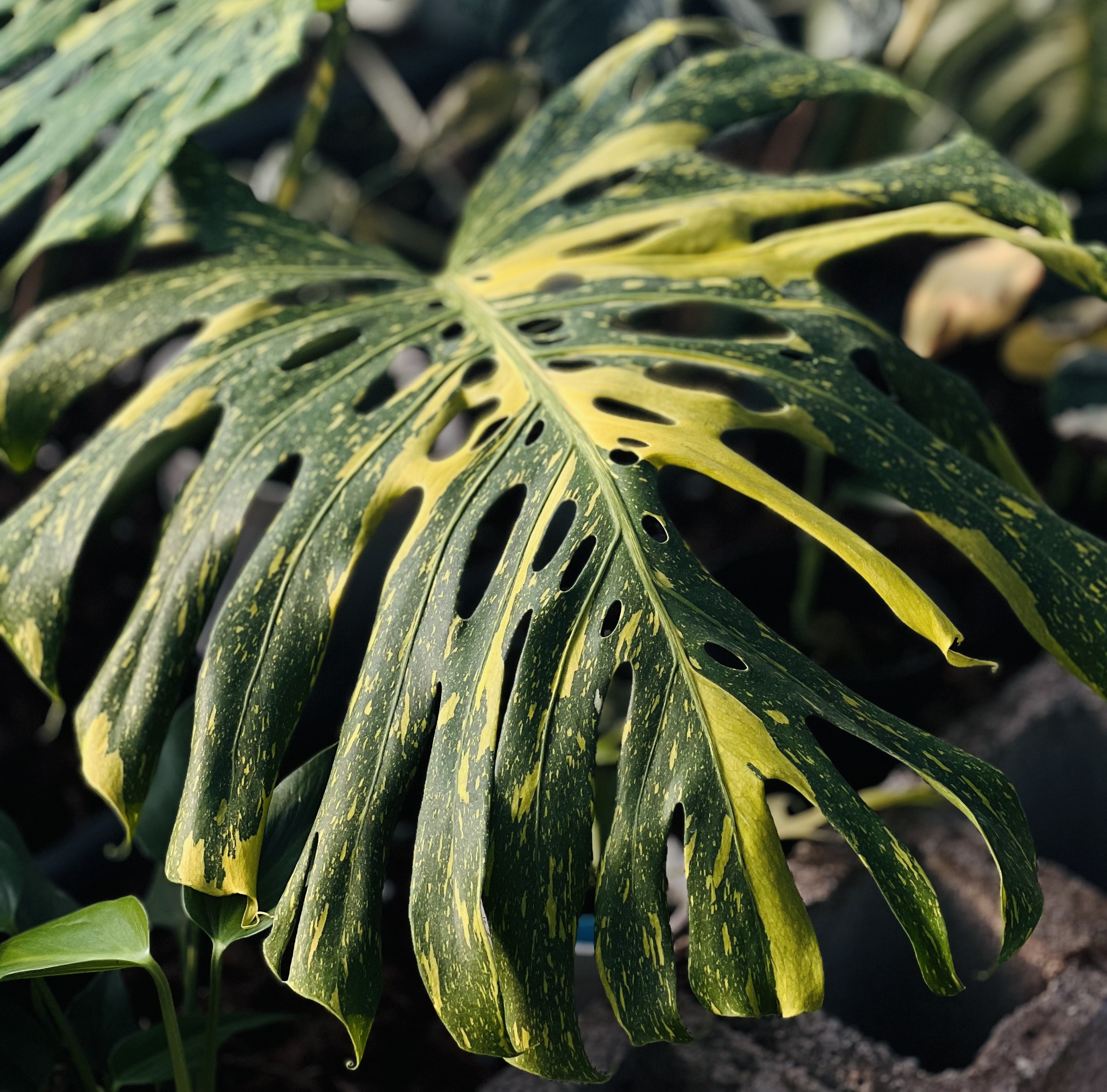 Monstera Electro Light