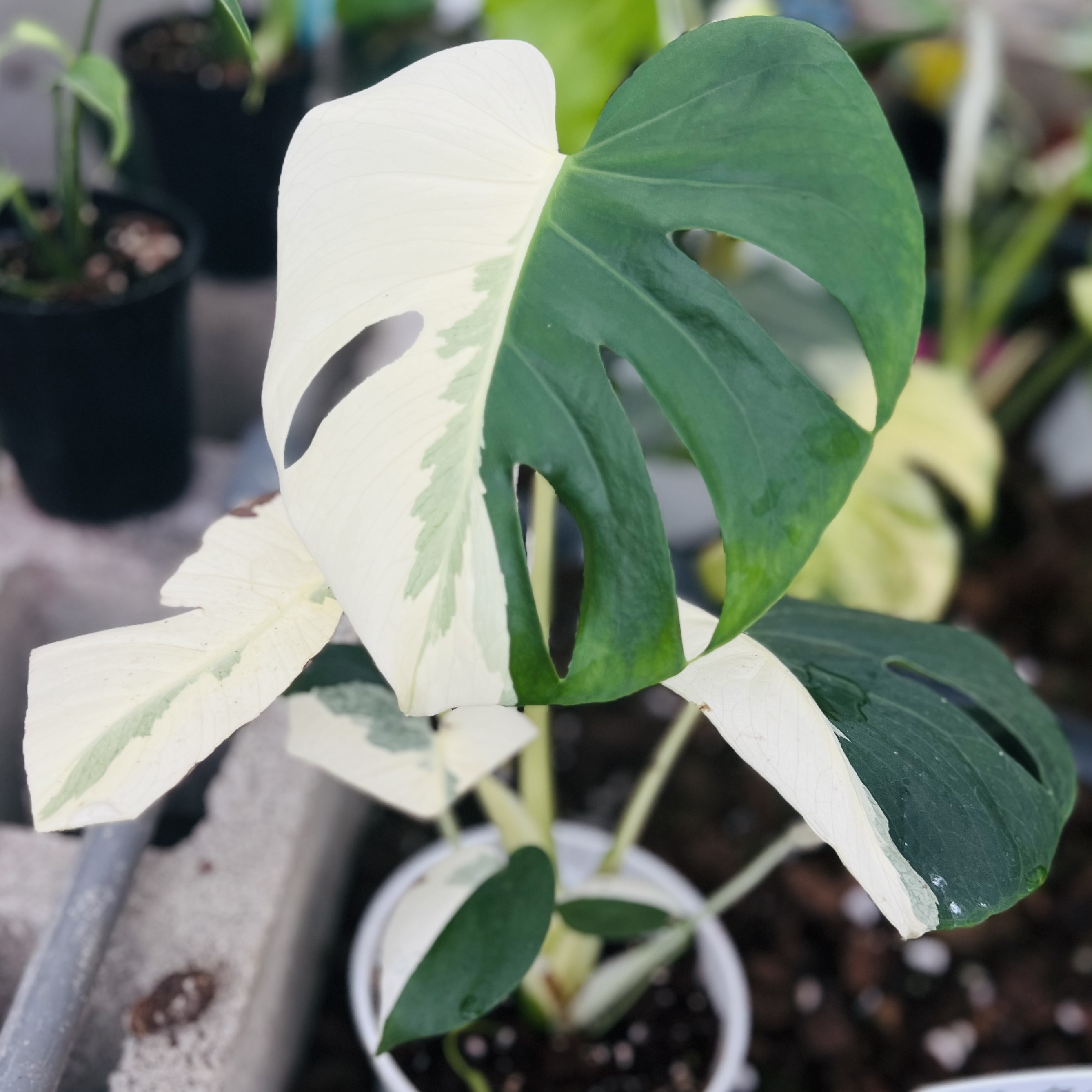 Monstera Deliciosa Albo