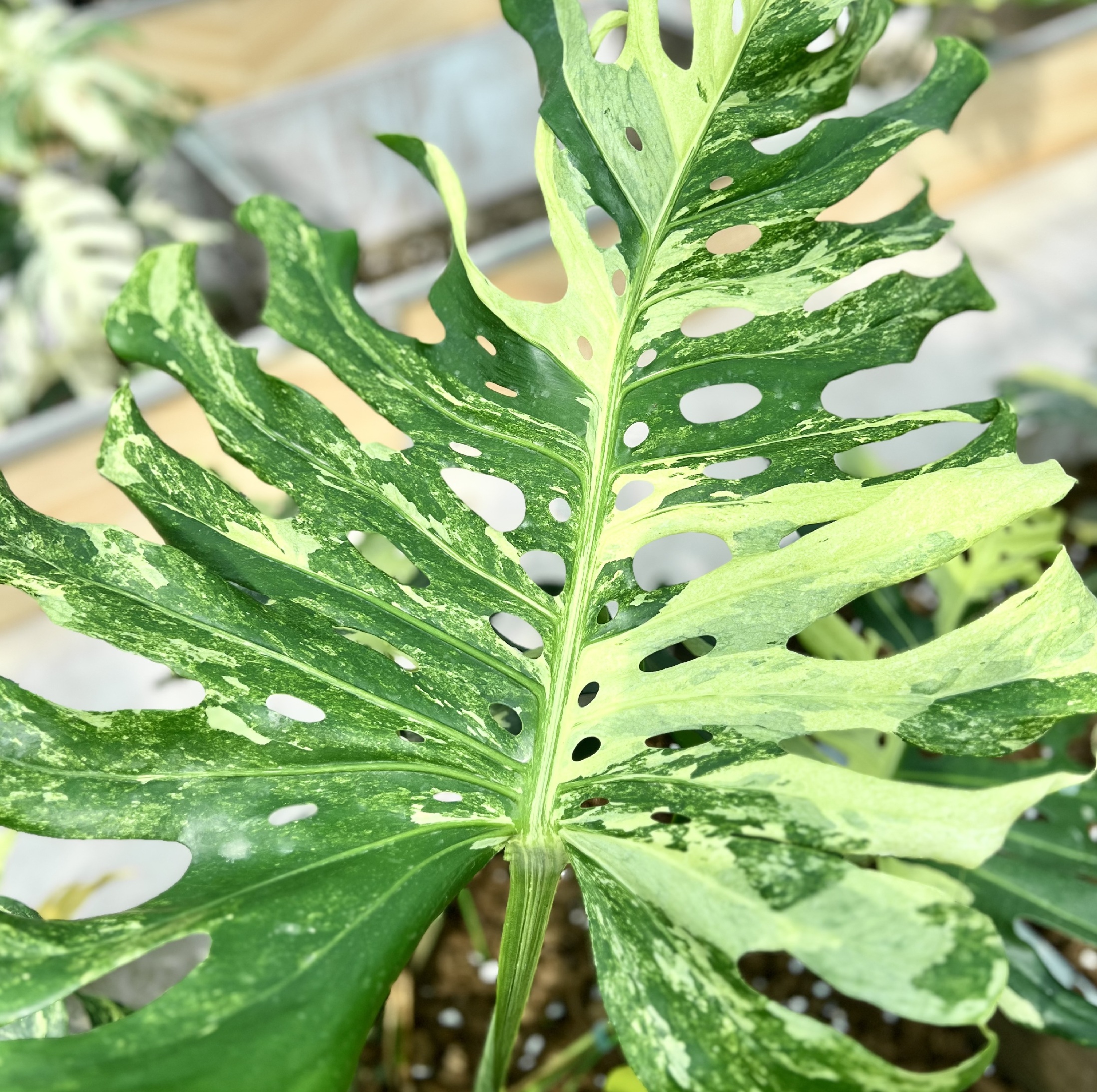 Monstera Masterpiece Indonesia Version