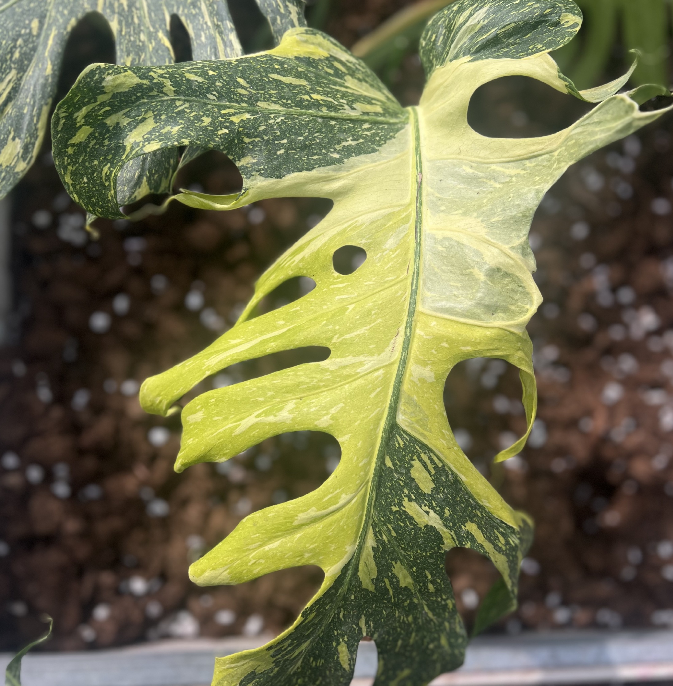 Monstera Electro Light Tri-color