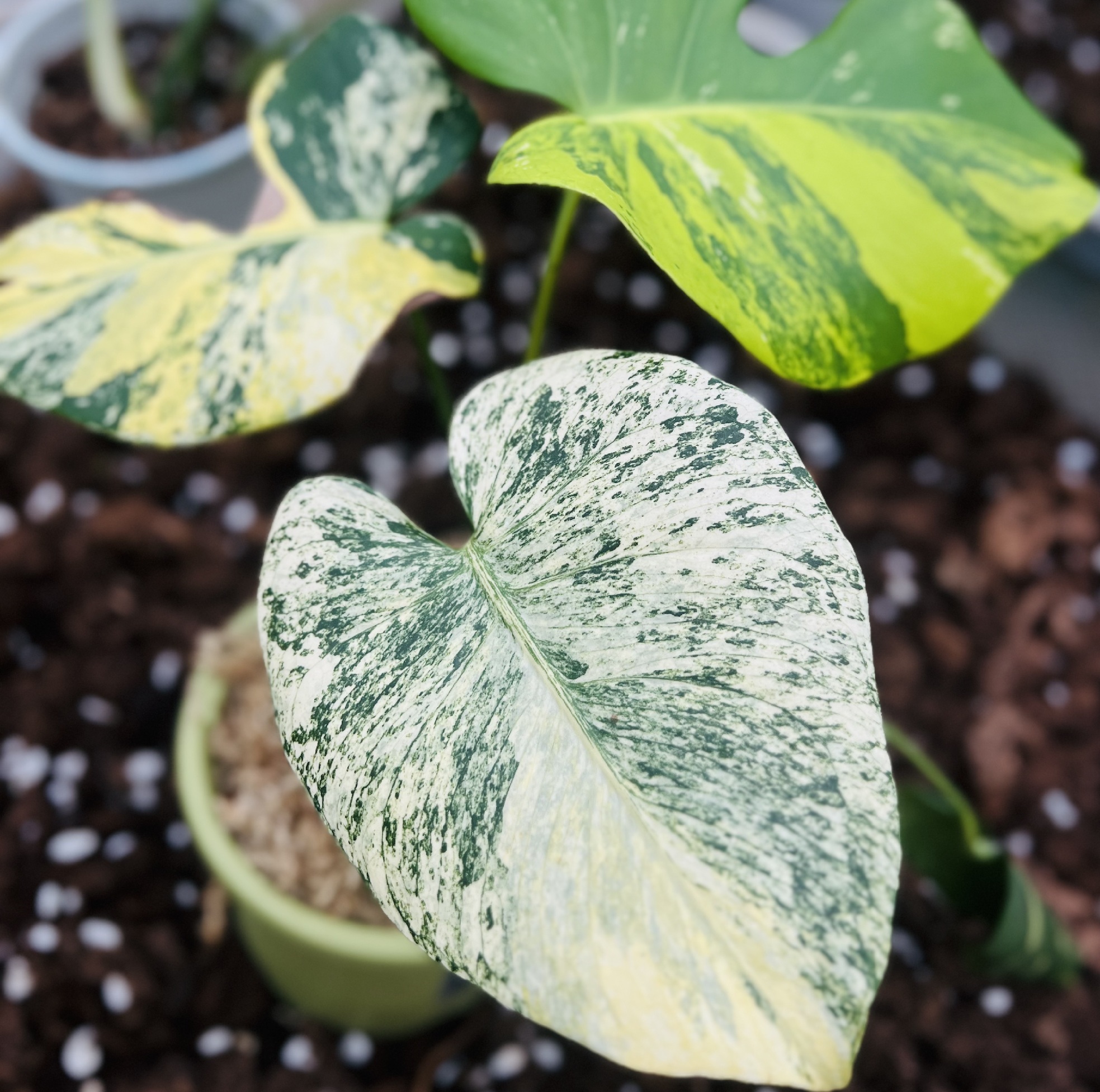 Monstera White Monster Tri-Color