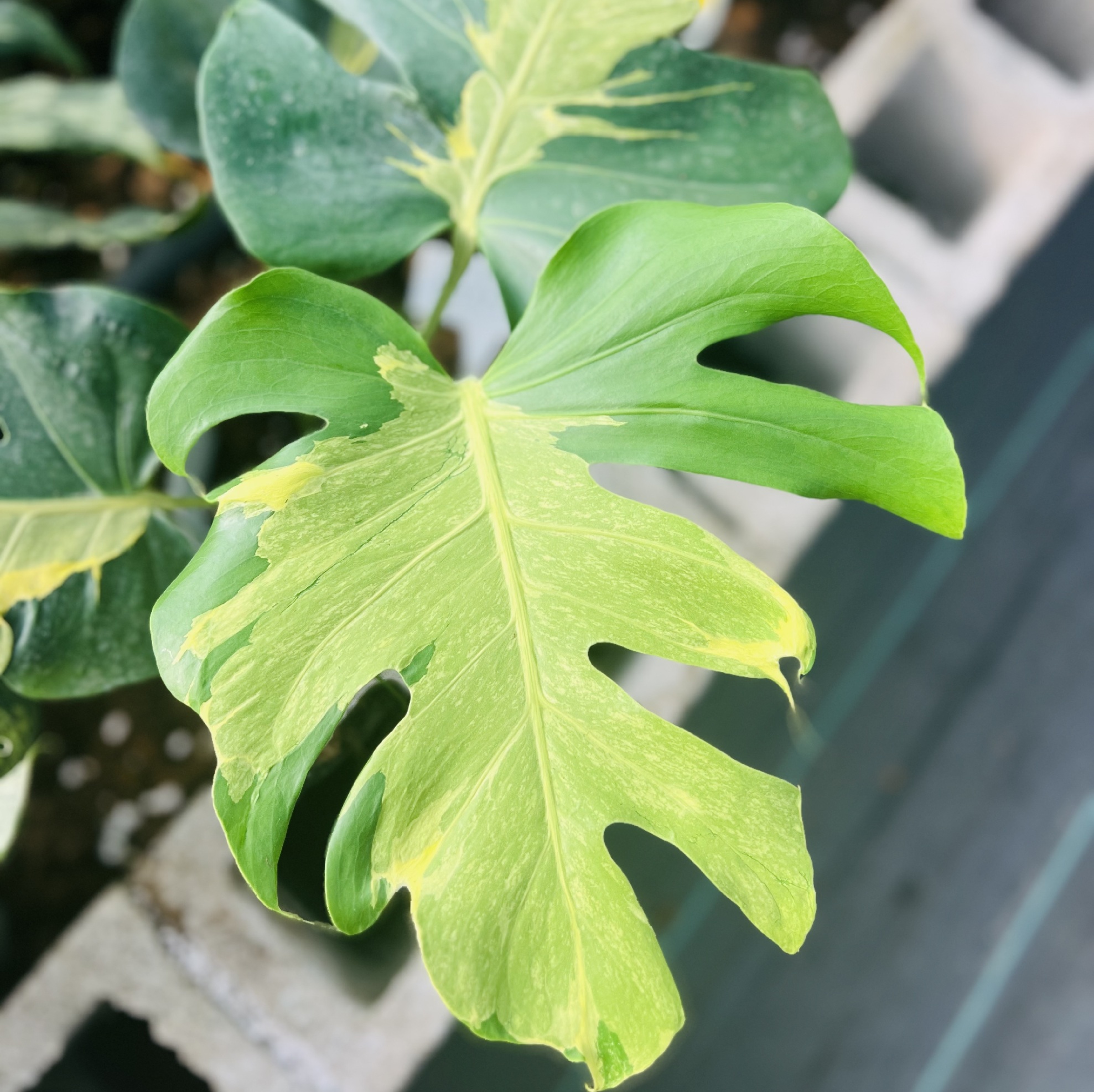 Monstera Melancholy