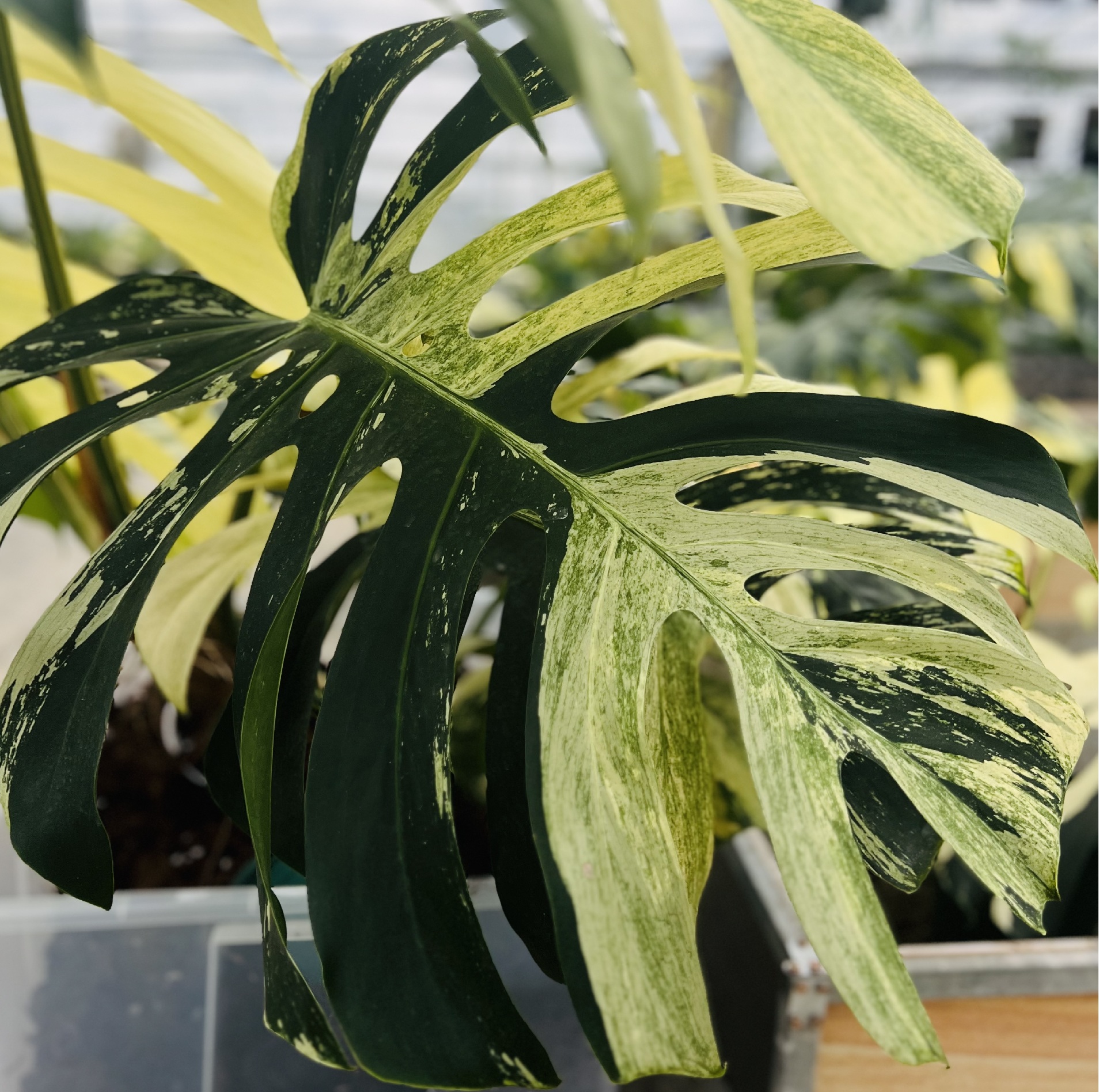 Monstera Mint