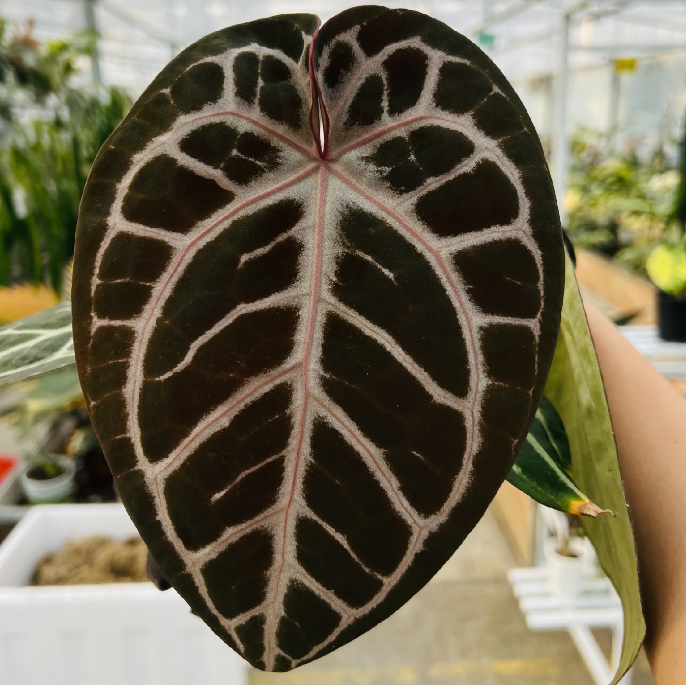 Anthurium Red Cystallinum F2