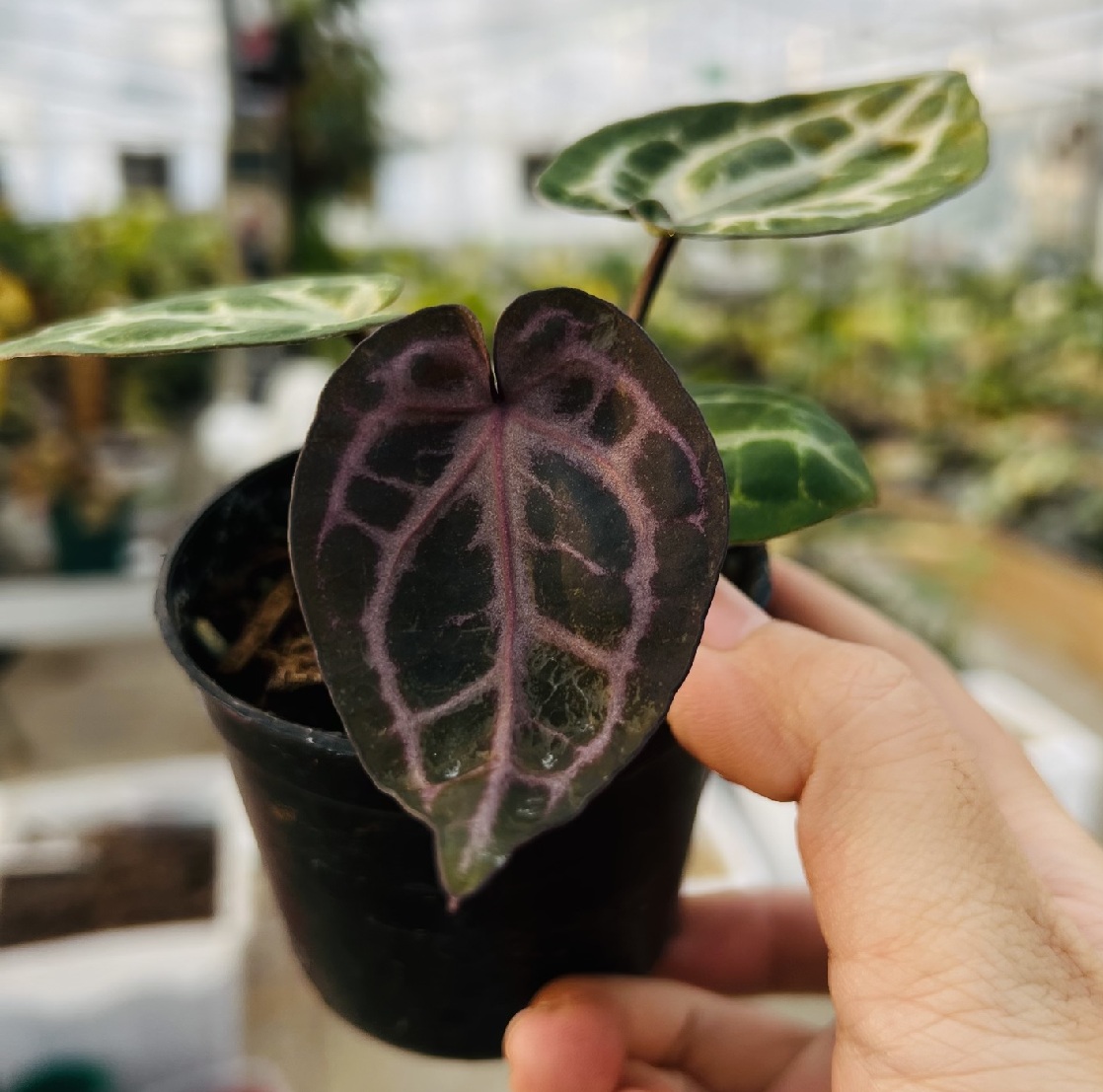 Anthurium Red Cystallinum F2