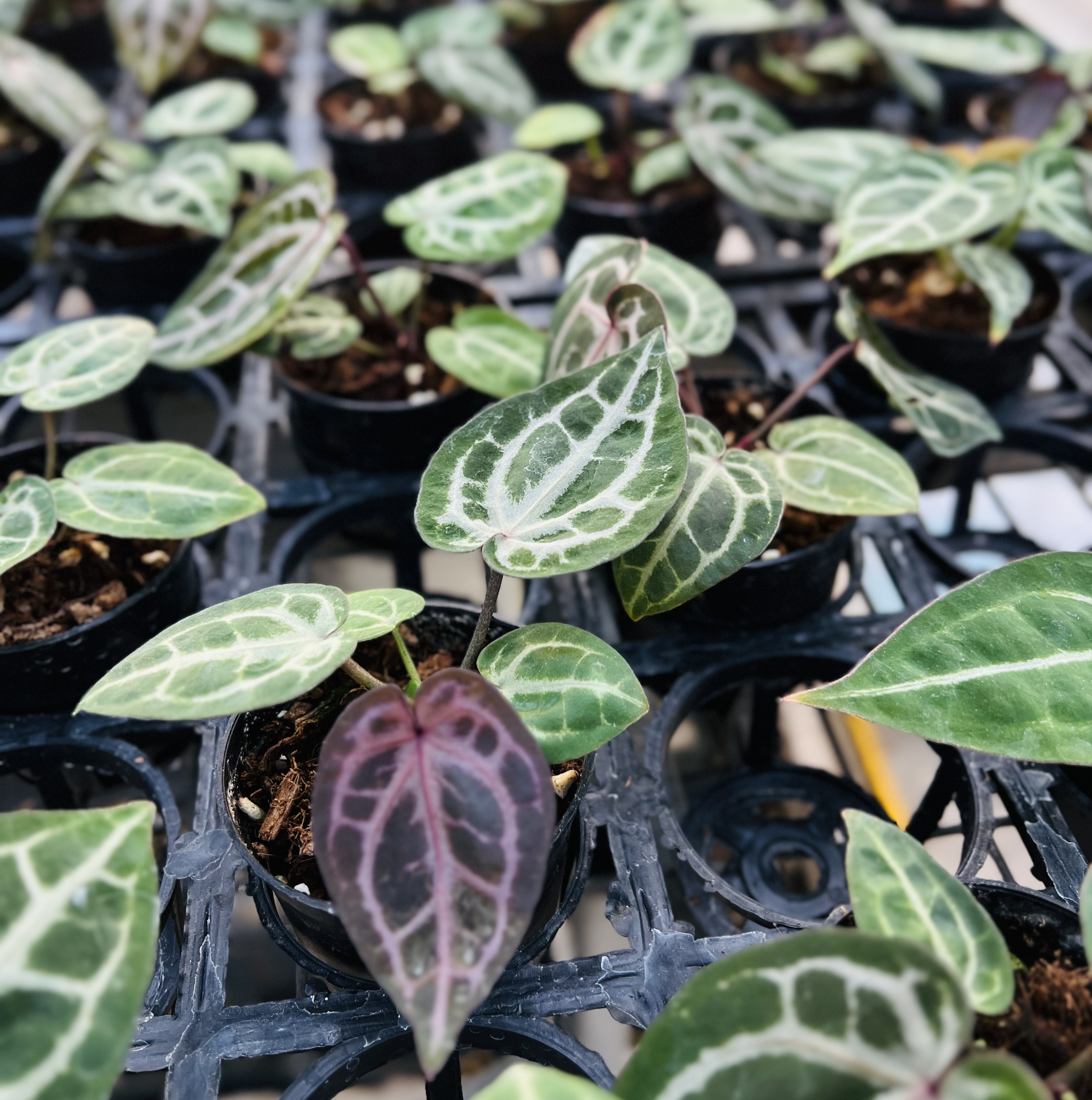 Anthurium Red Cystallinum F2