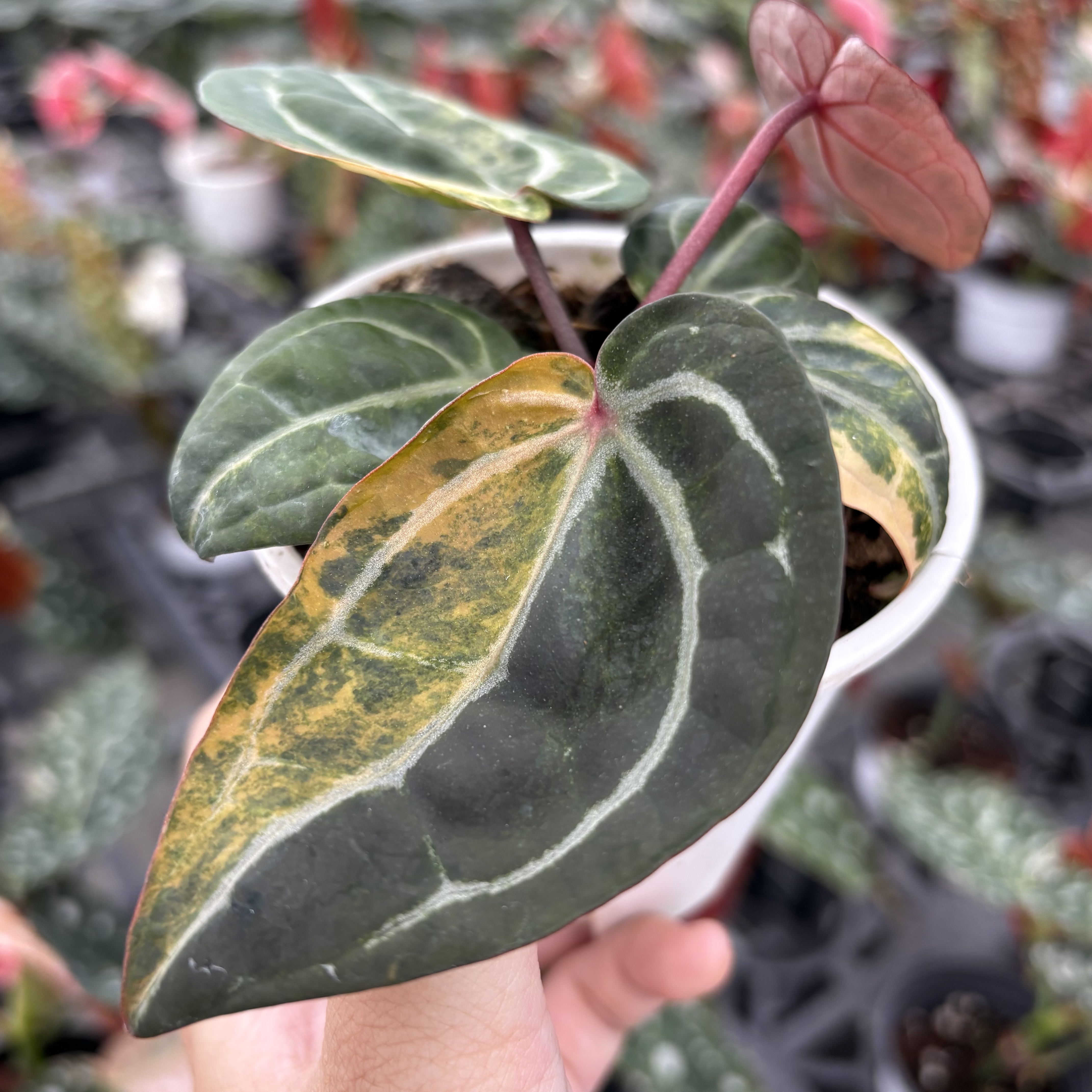 Anthurium Red Cystallinum Variegated
