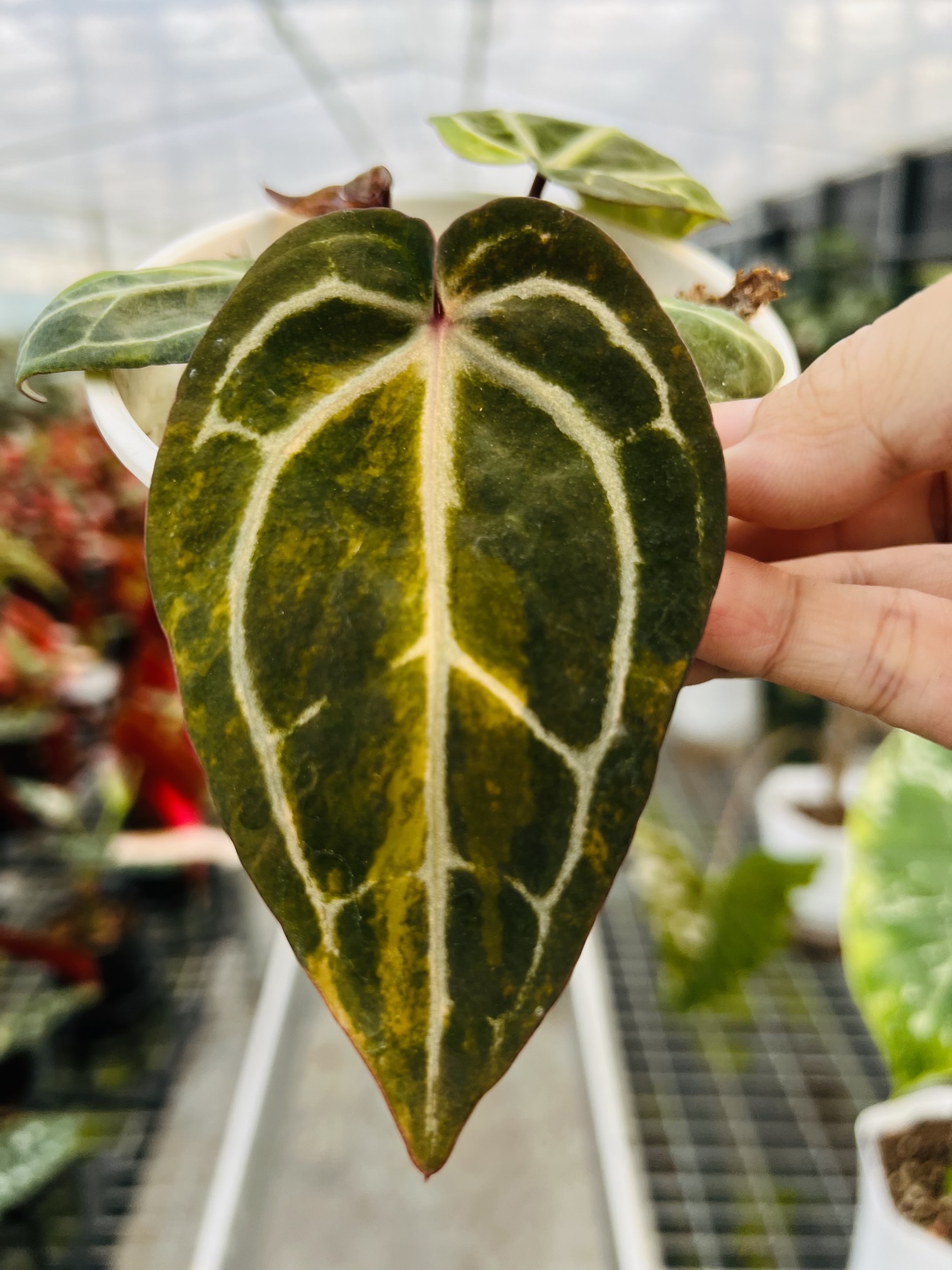 Anthurium Red Cystallinum Variegated