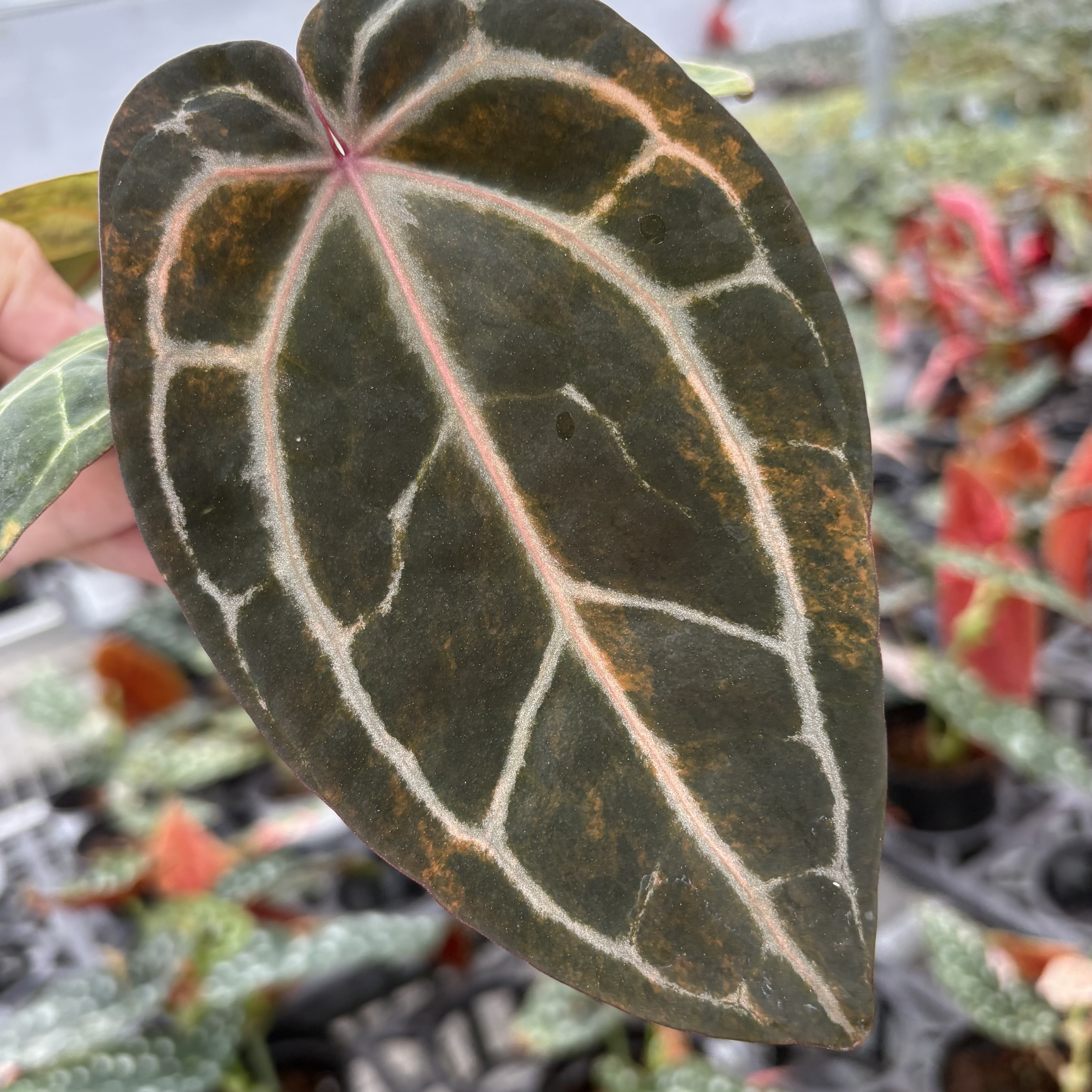 Anthurium Red Cystallinum Variegated