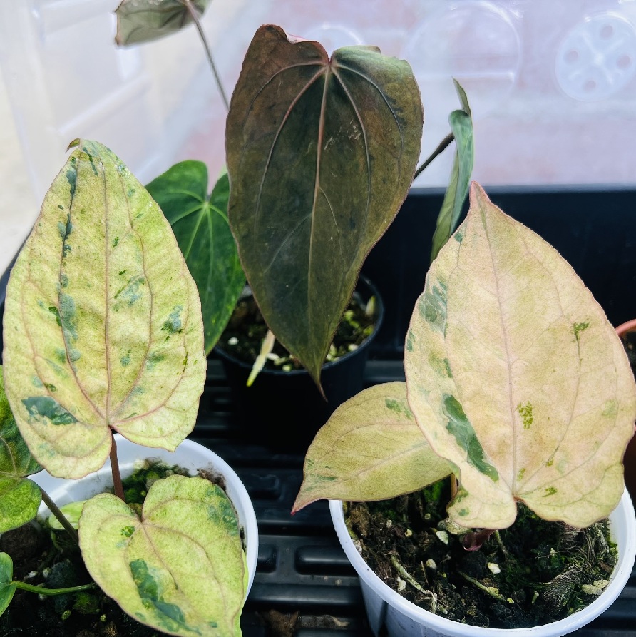 Anthurium AOS Variegated