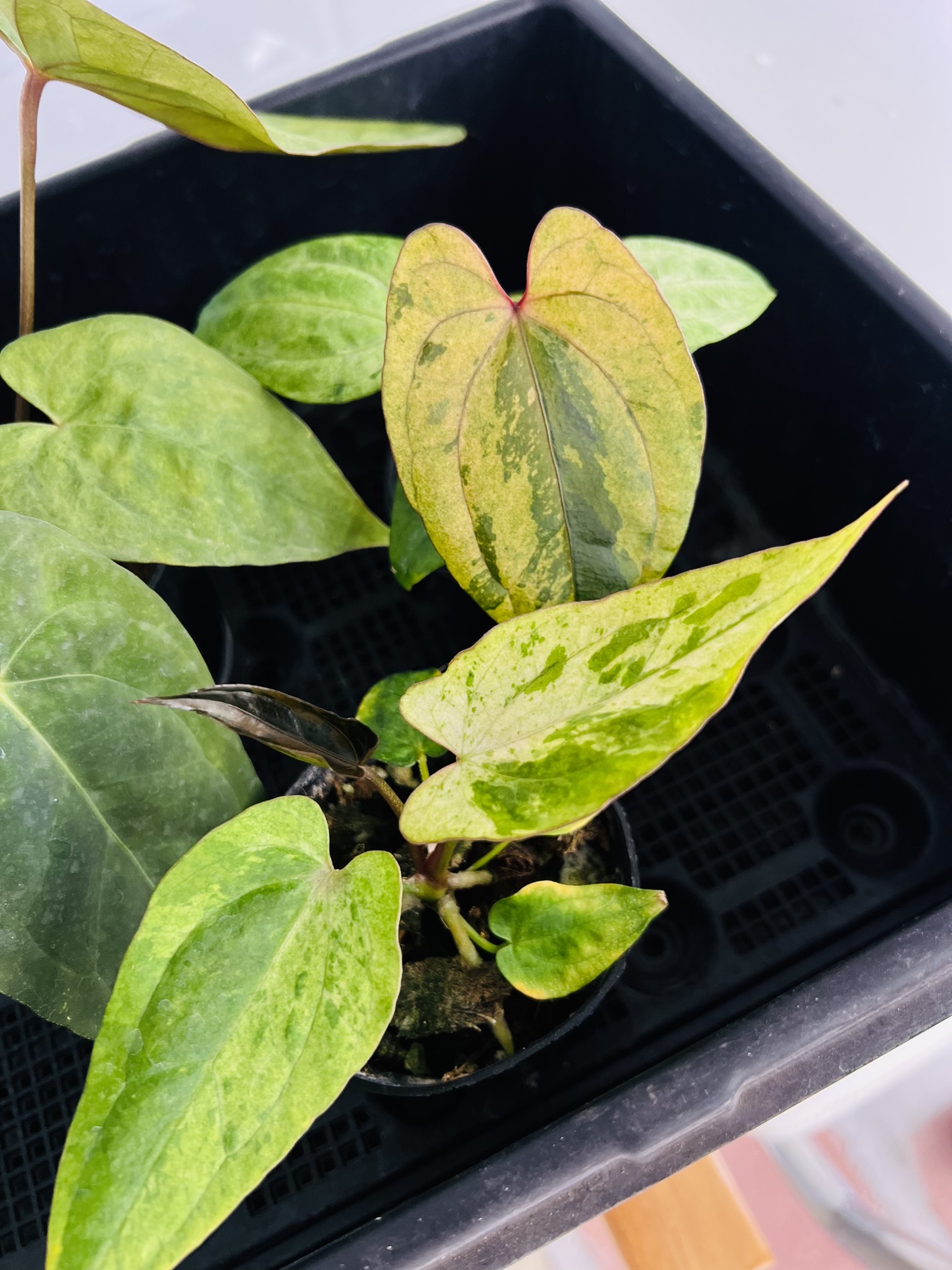 Anthurium AOS Variegated