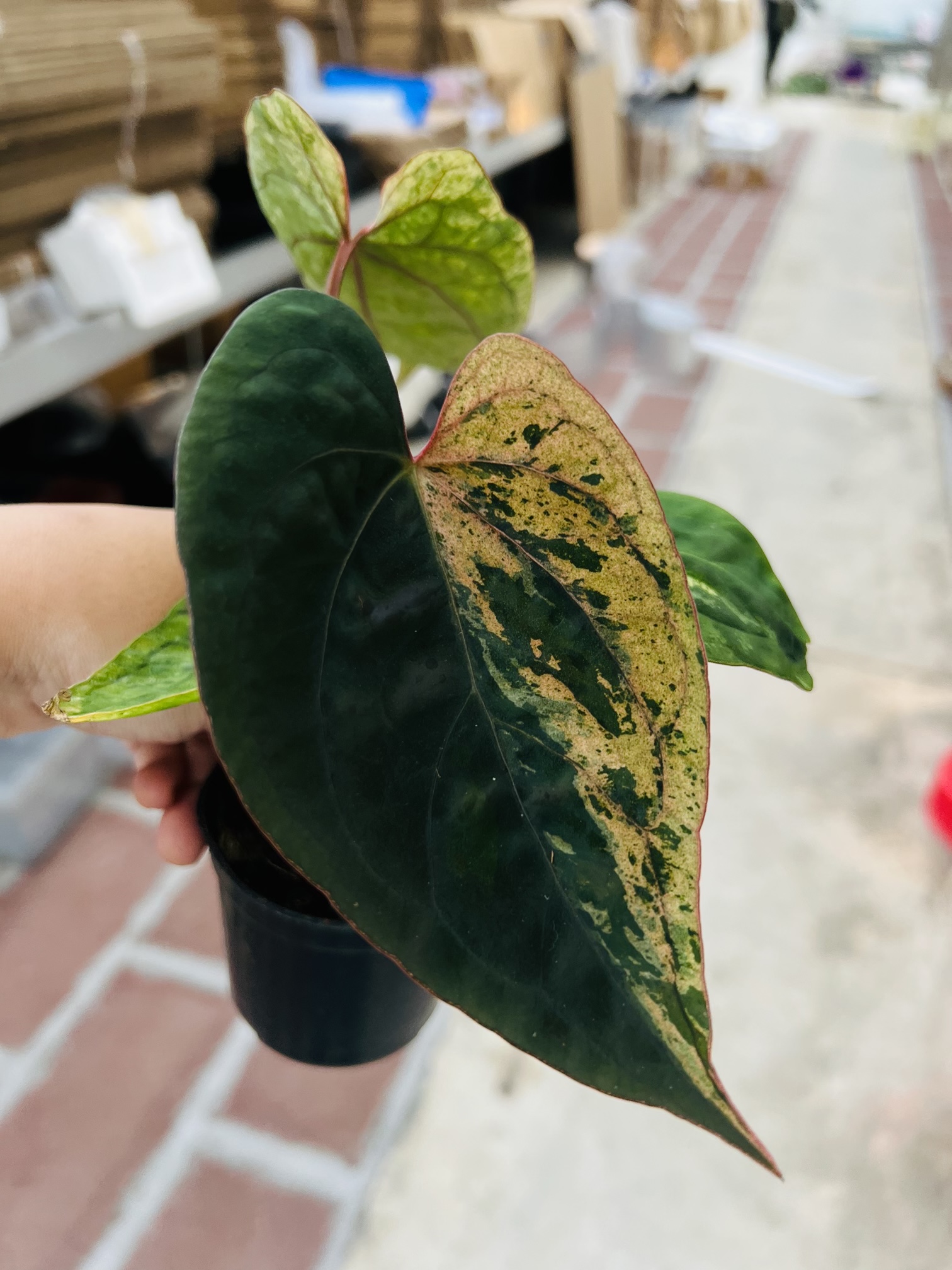 Anthurium AOS Variegated
