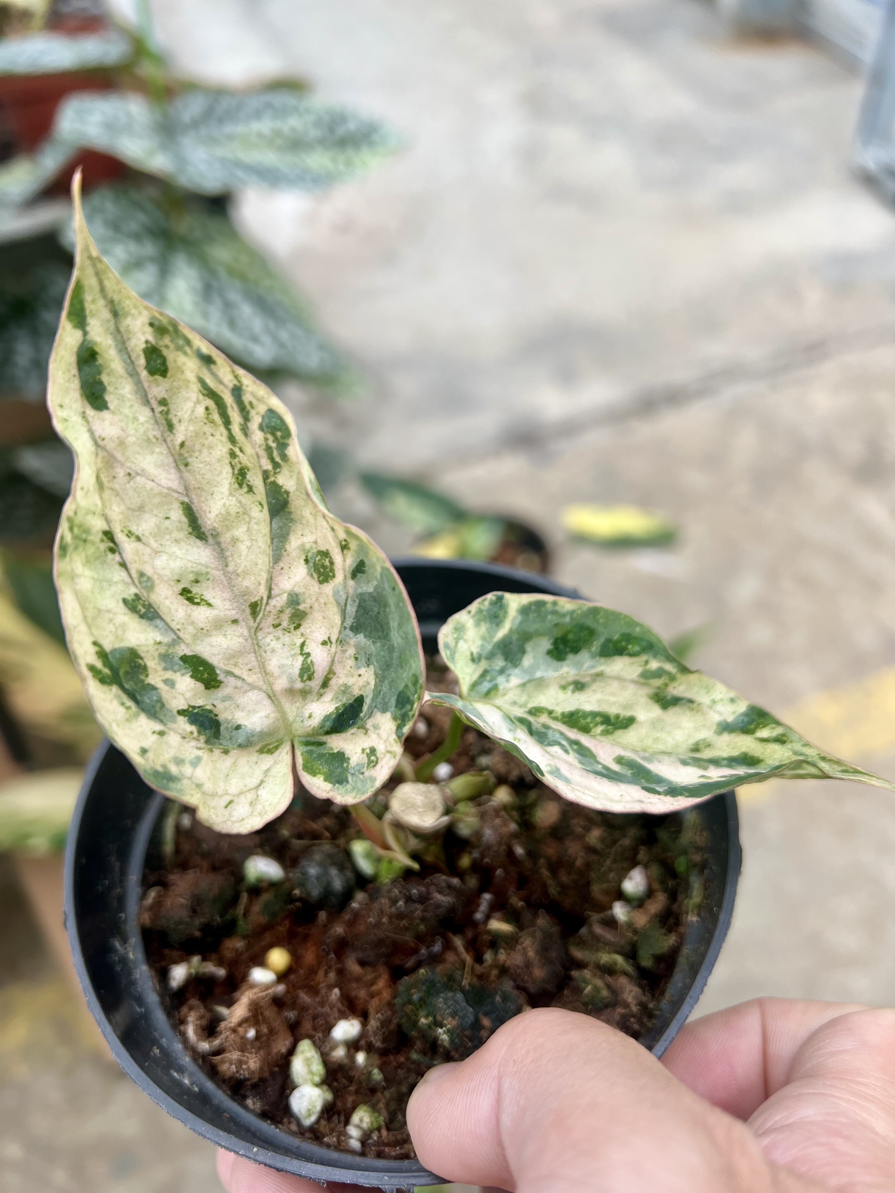 Anthurium AOS Variegated