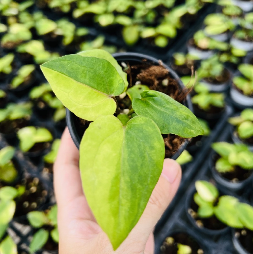 Anthurium Dark Phoenix x Red Crystallinum Variegated