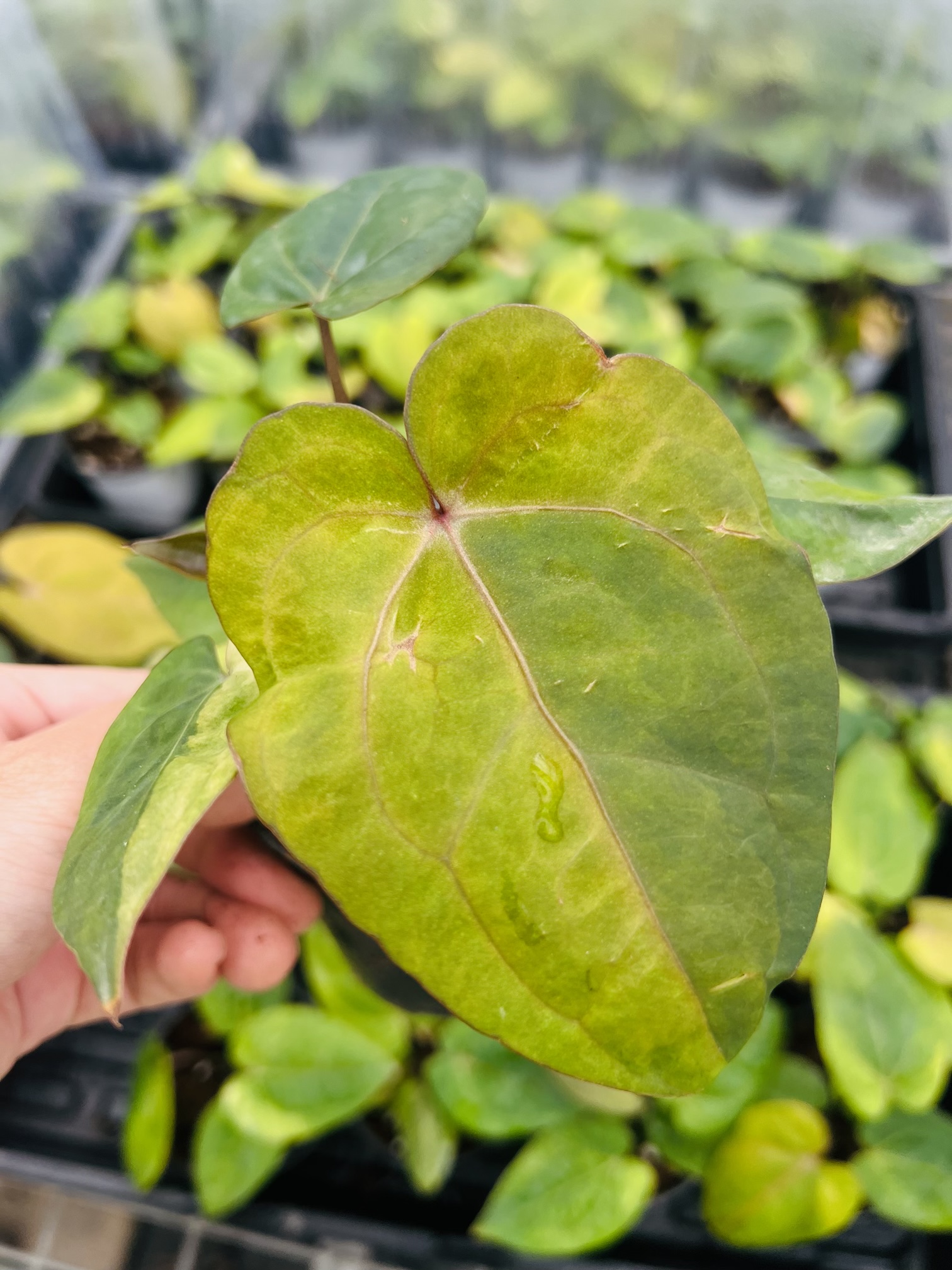 Anthurium Dark Phoenix x Red Crystallinum Variegated