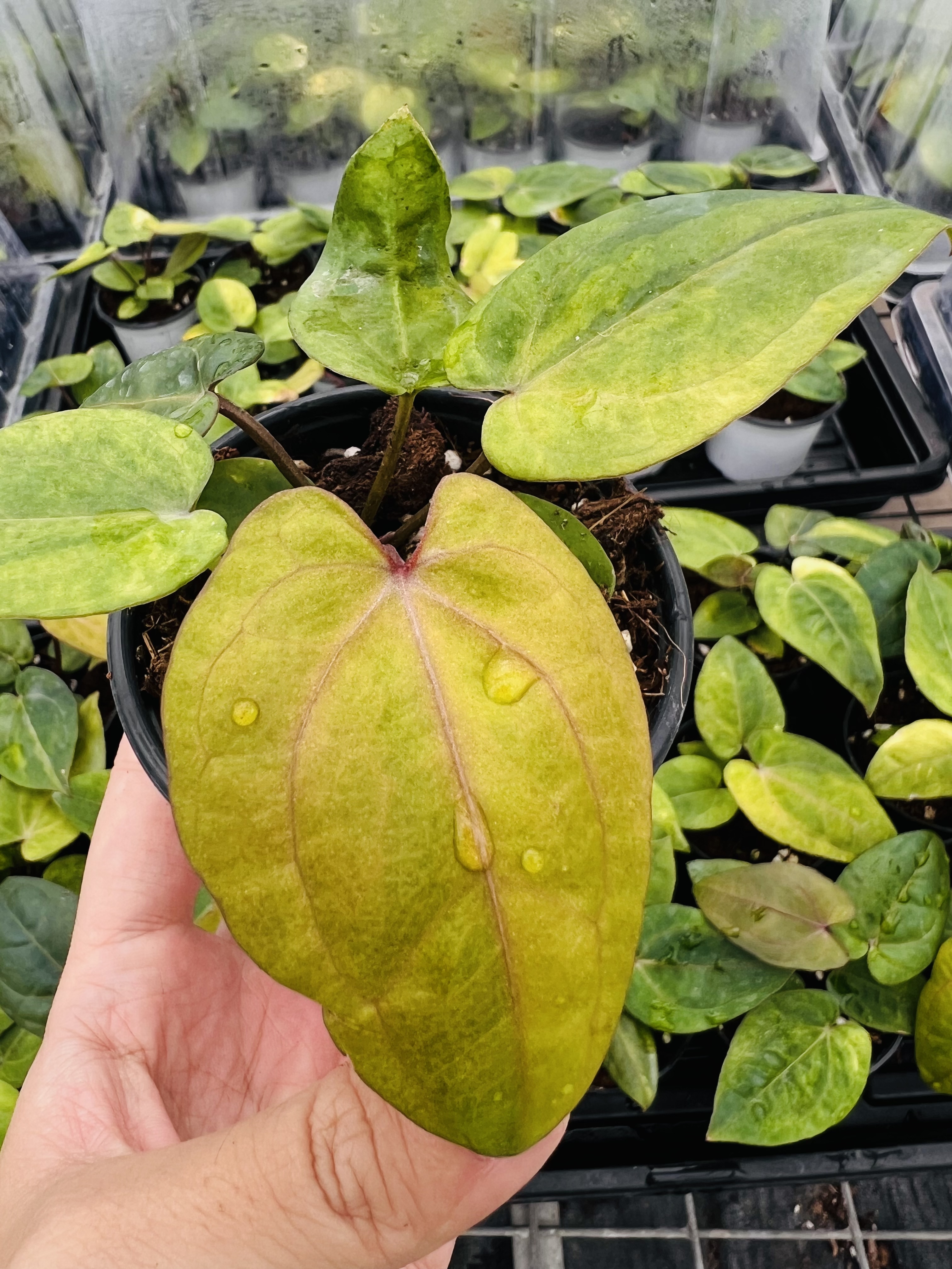 Anthurium Dark Phoenix x Red Crystallinum Variegated