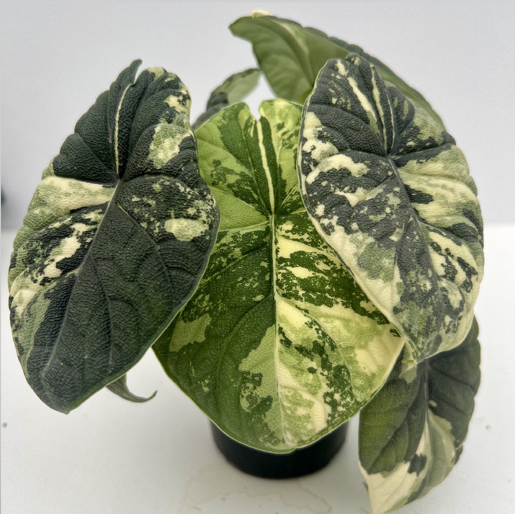 Alocasia Melo Albo Variegated