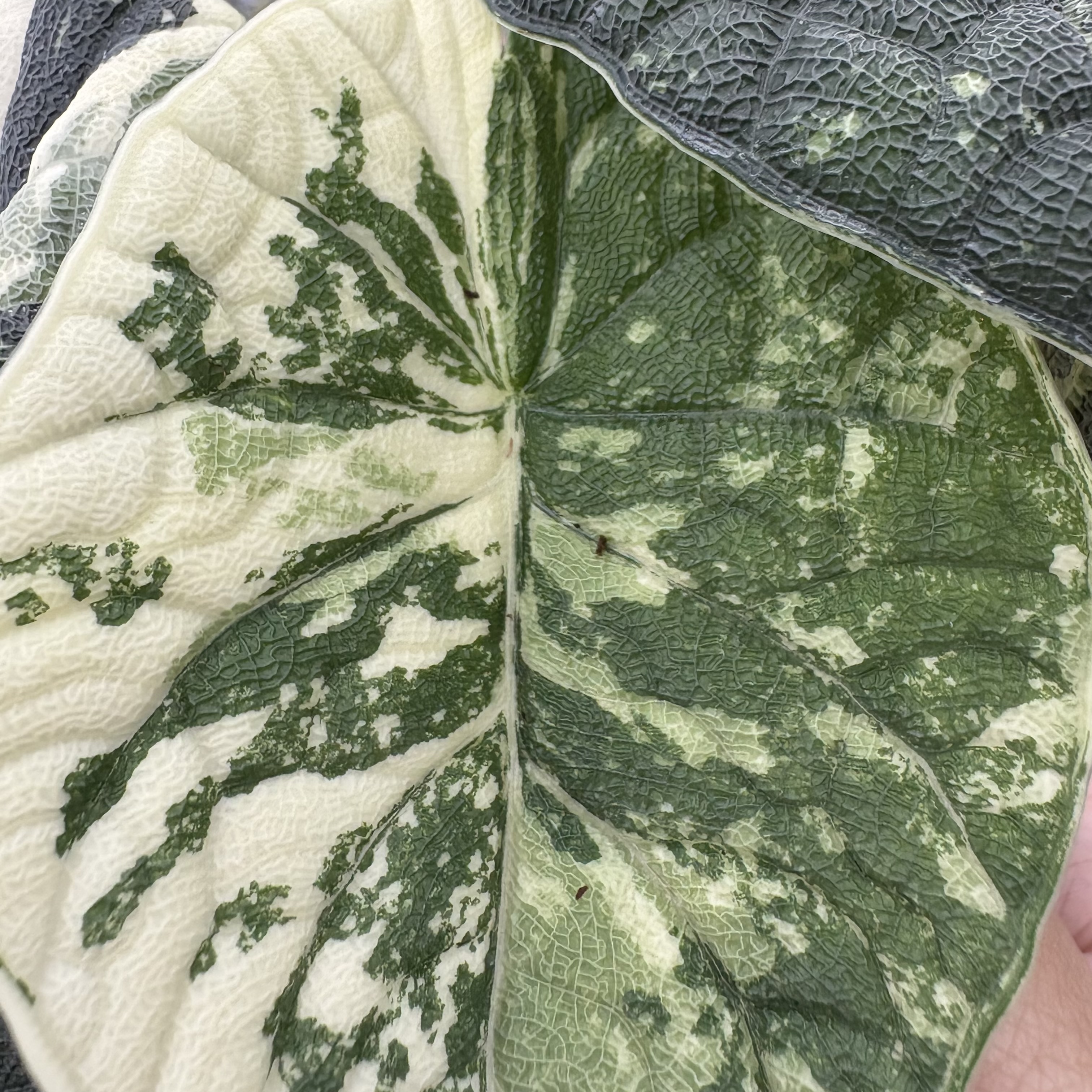 Alocasia Melo Albo Variegated