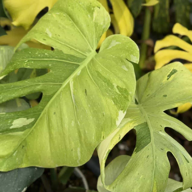 Monstera Creamy Beauty