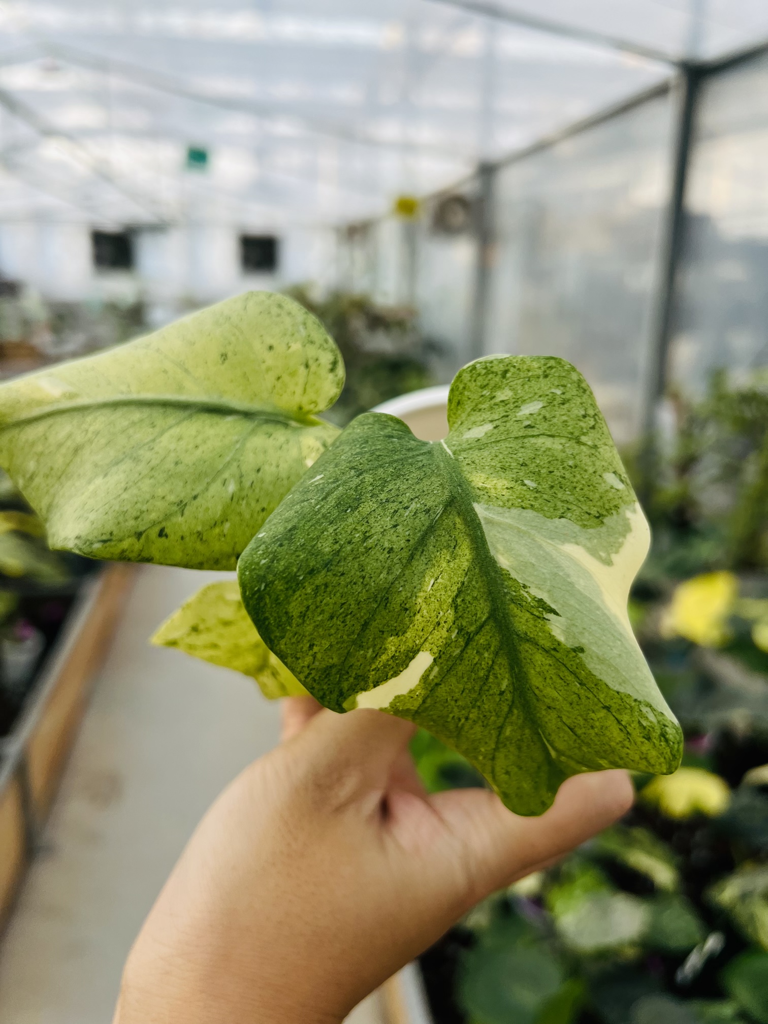Monstera Creamy Beauty