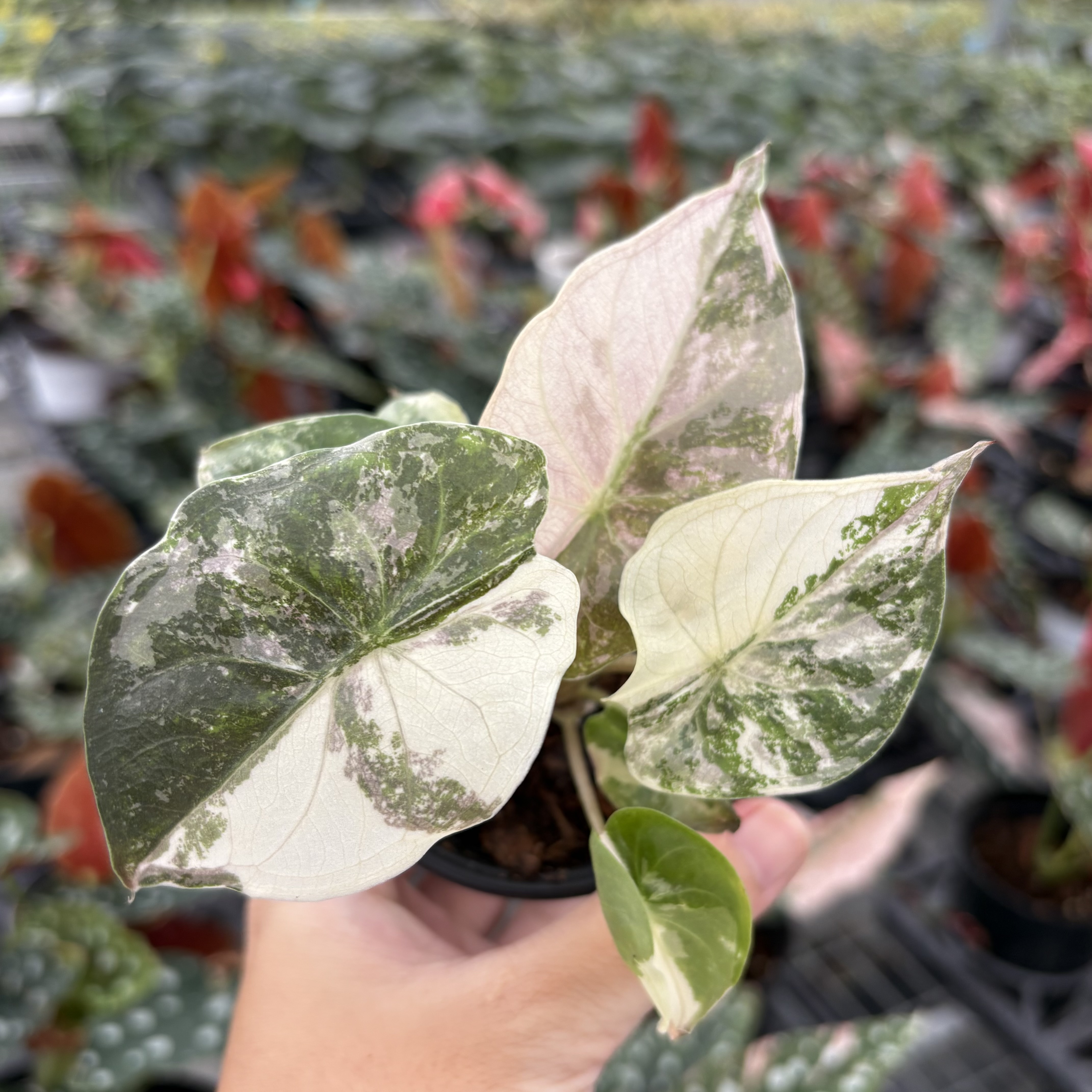 Alocasia Wentii Pink Variegated
