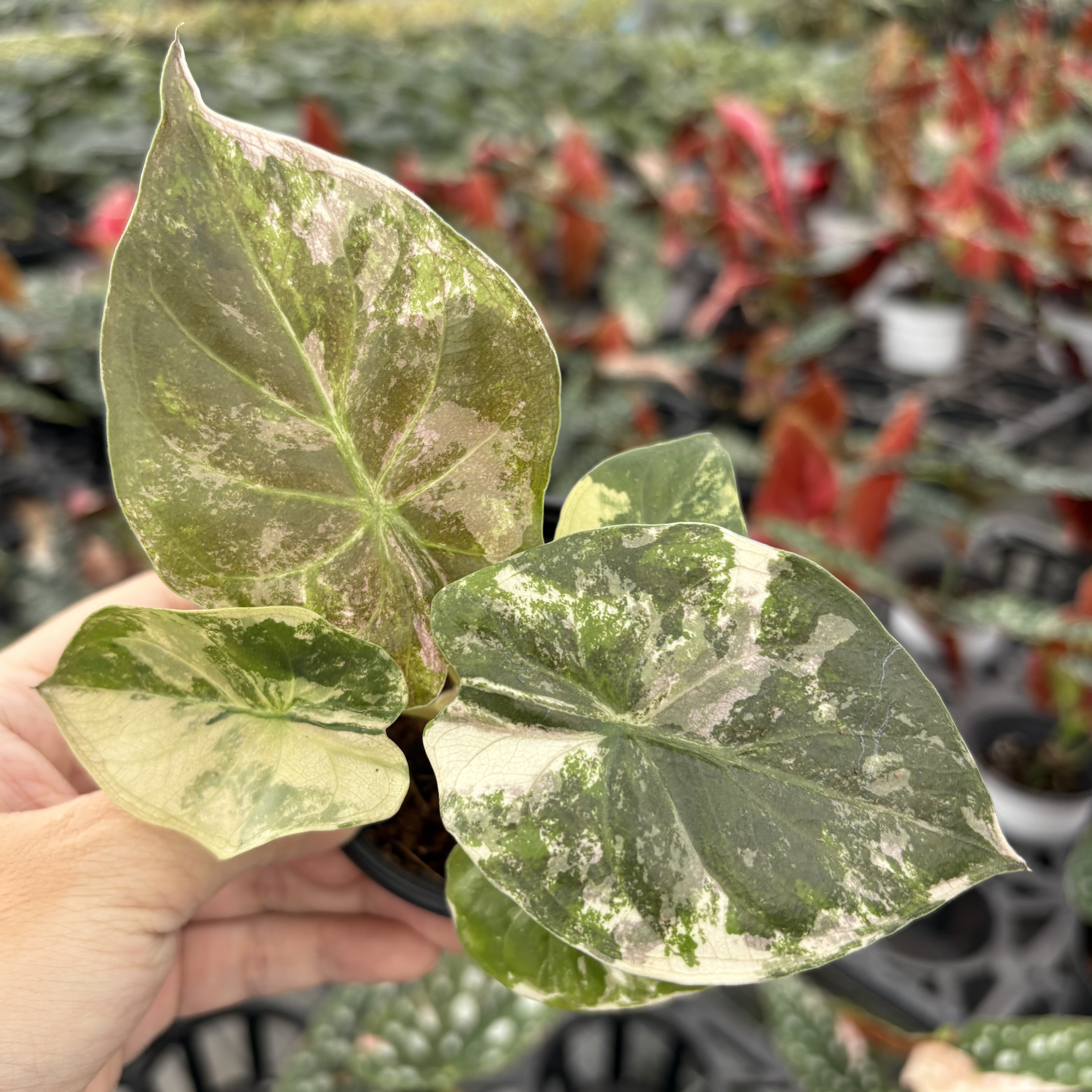 Alocasia Wentii Pink Variegated