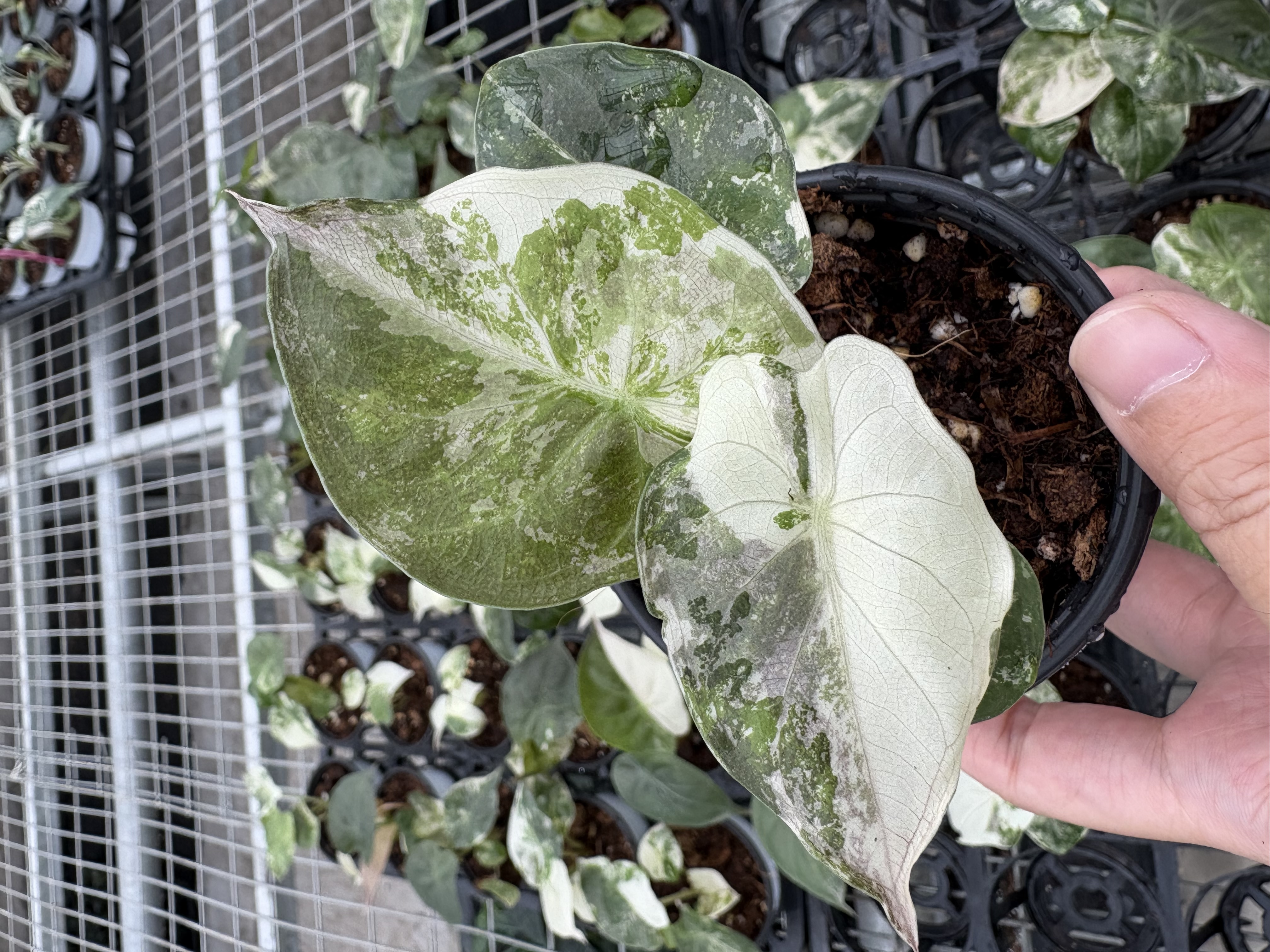 Alocasia Wentii Pink Variegated