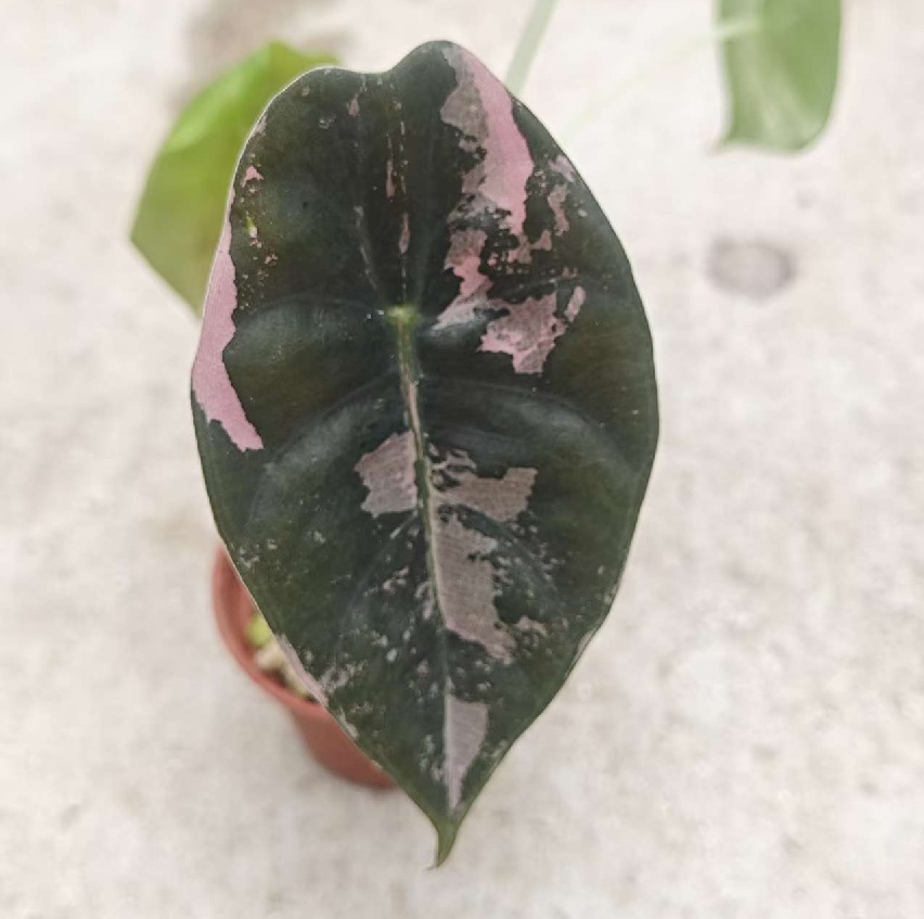 Alocasia Sedenii Pink Variegated