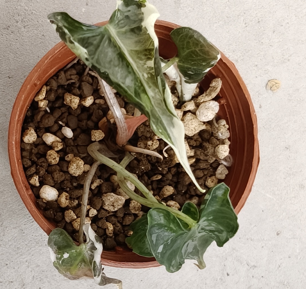 Alocasia Loco Albo Variegated