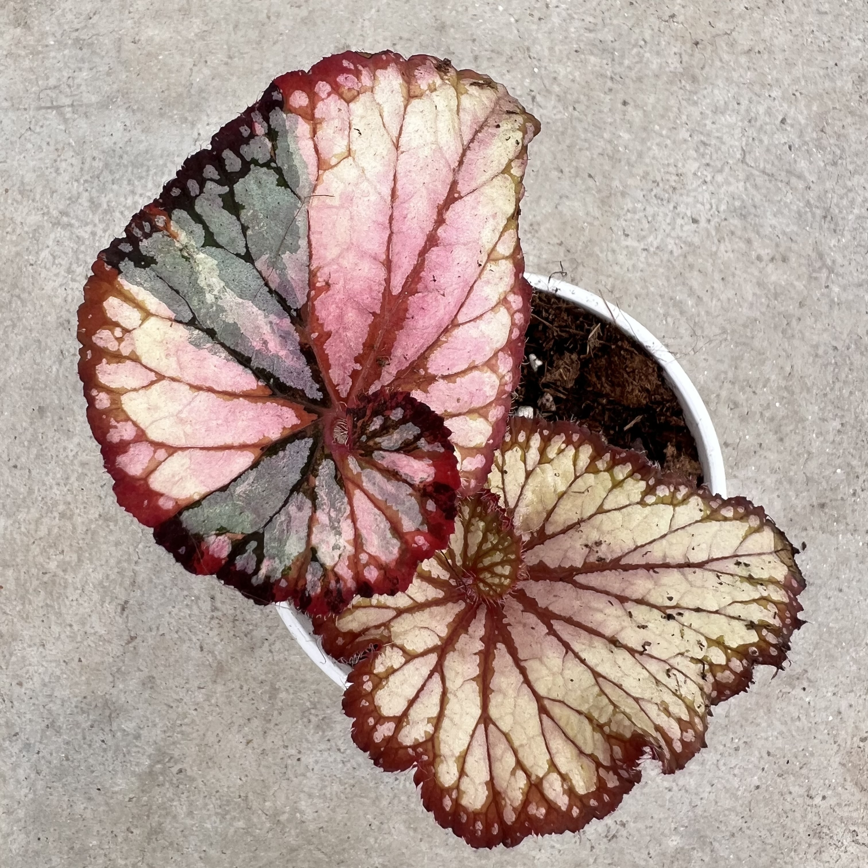 Begonia Butterfly Wings Variegated