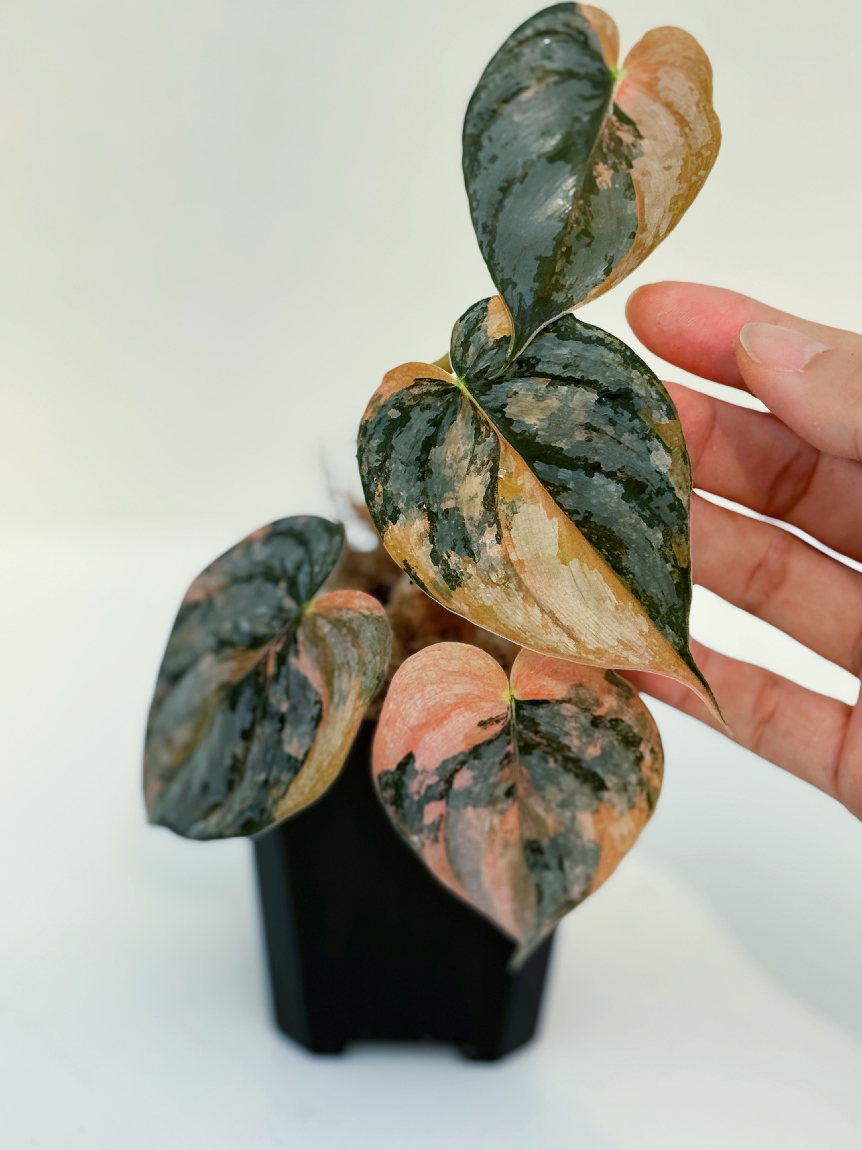 Philodendron Brandtianum Pink Variegated