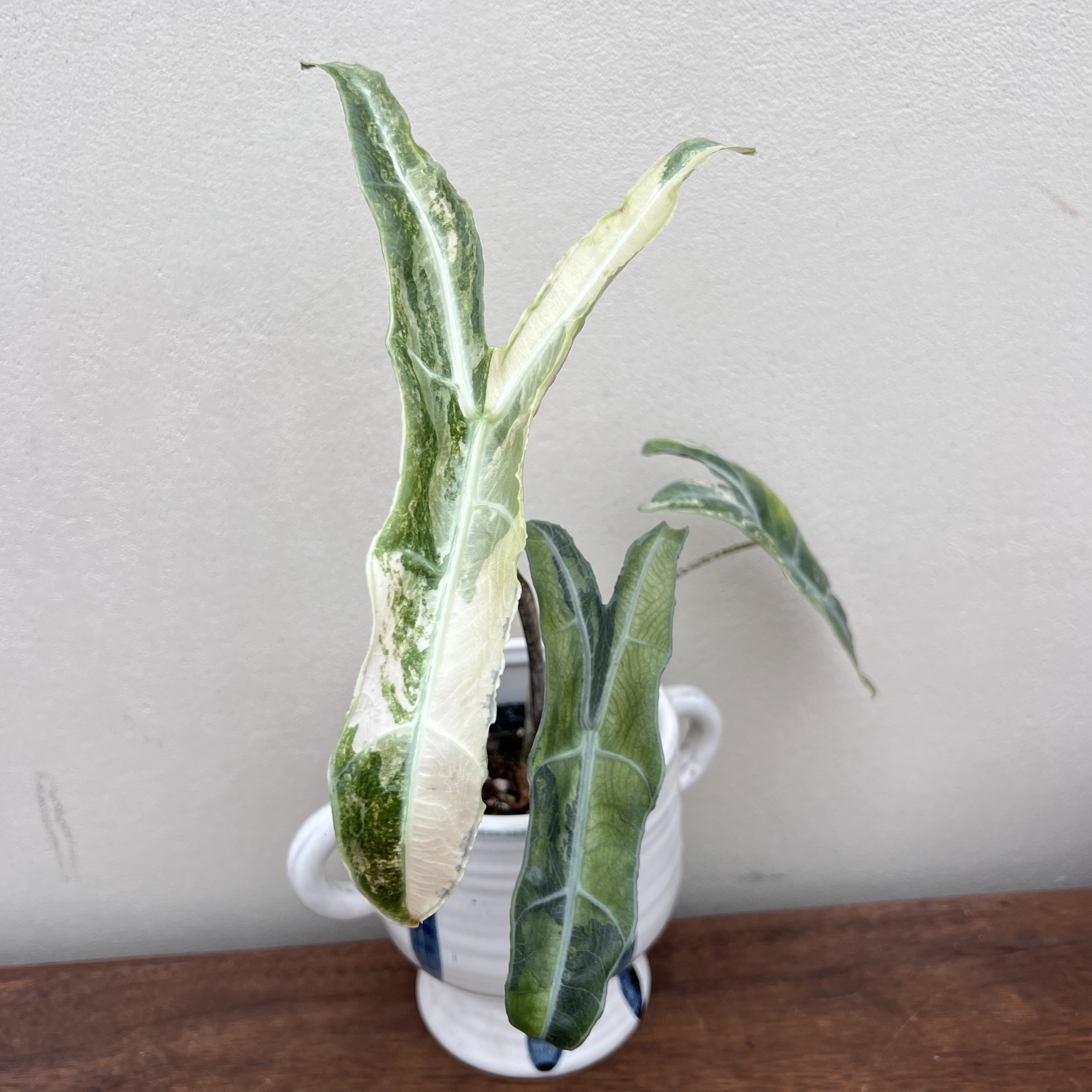 Alocasia Longiloba Borneo sp. Narrow Albo Variegated