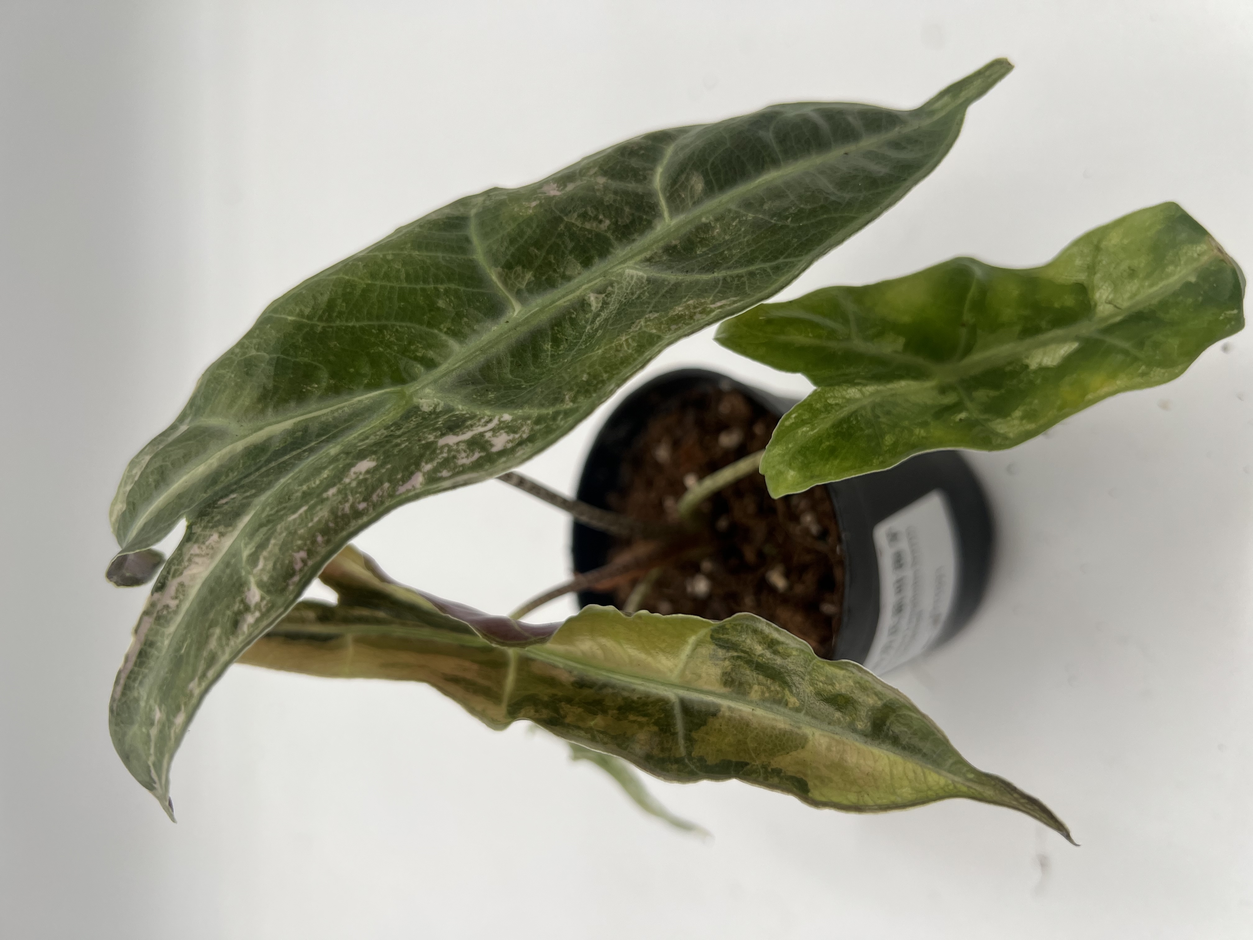 Alocasia Longiloba Borneo sp. Narrow Albo Variegated