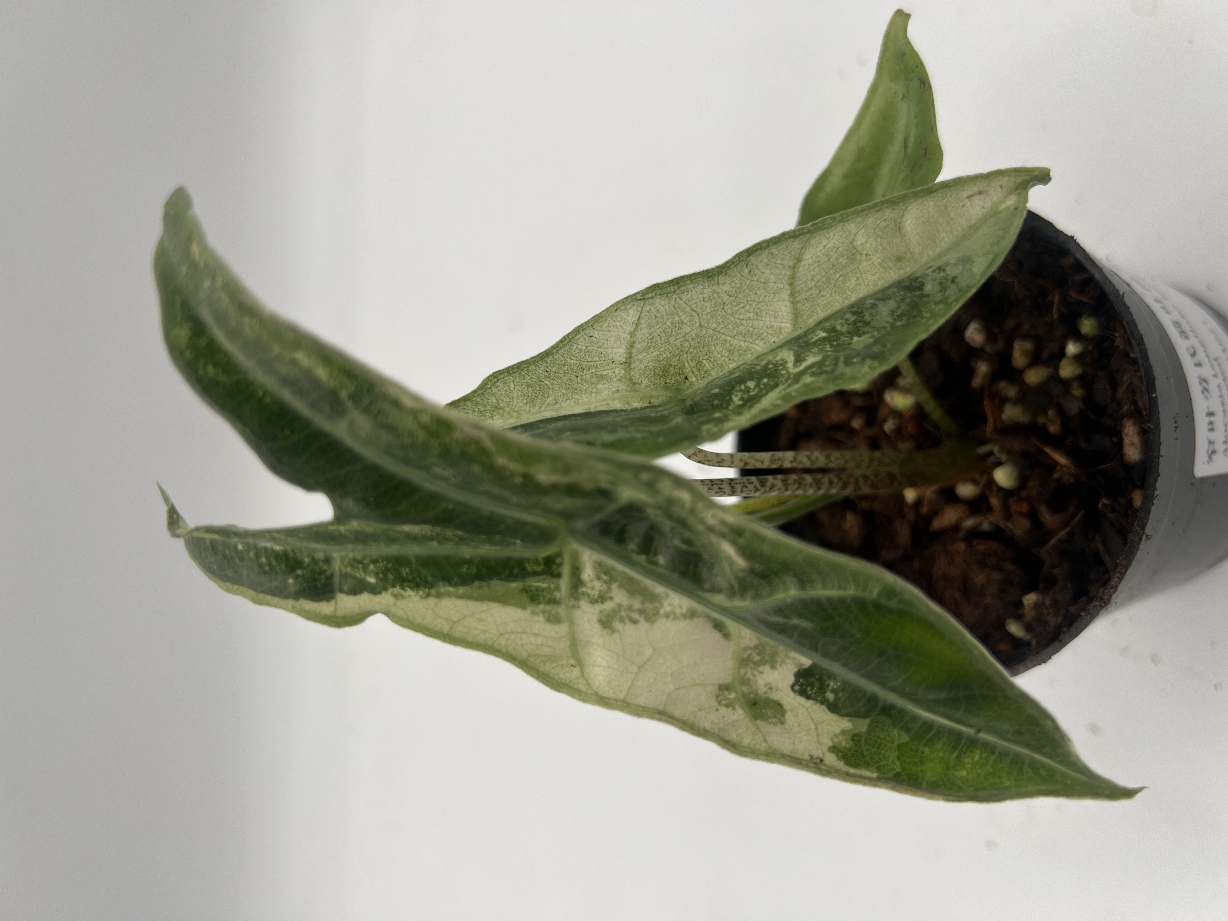 Alocasia Longiloba Borneo sp. Narrow Albo Variegated