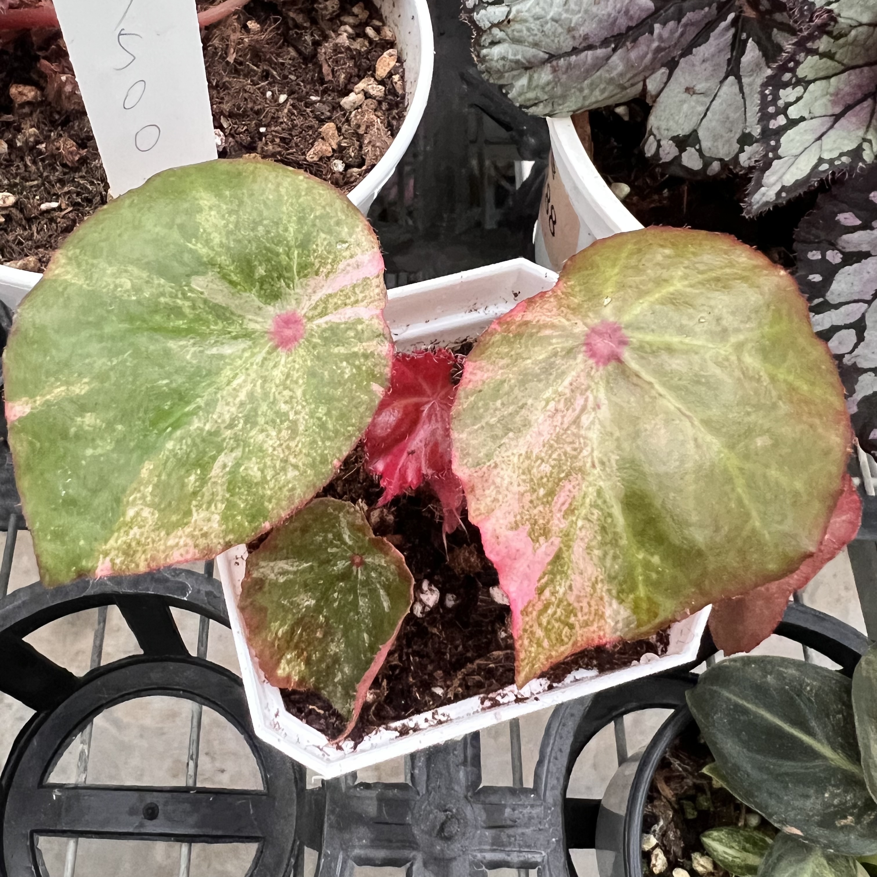 Begonia Rouge Pink Variegated