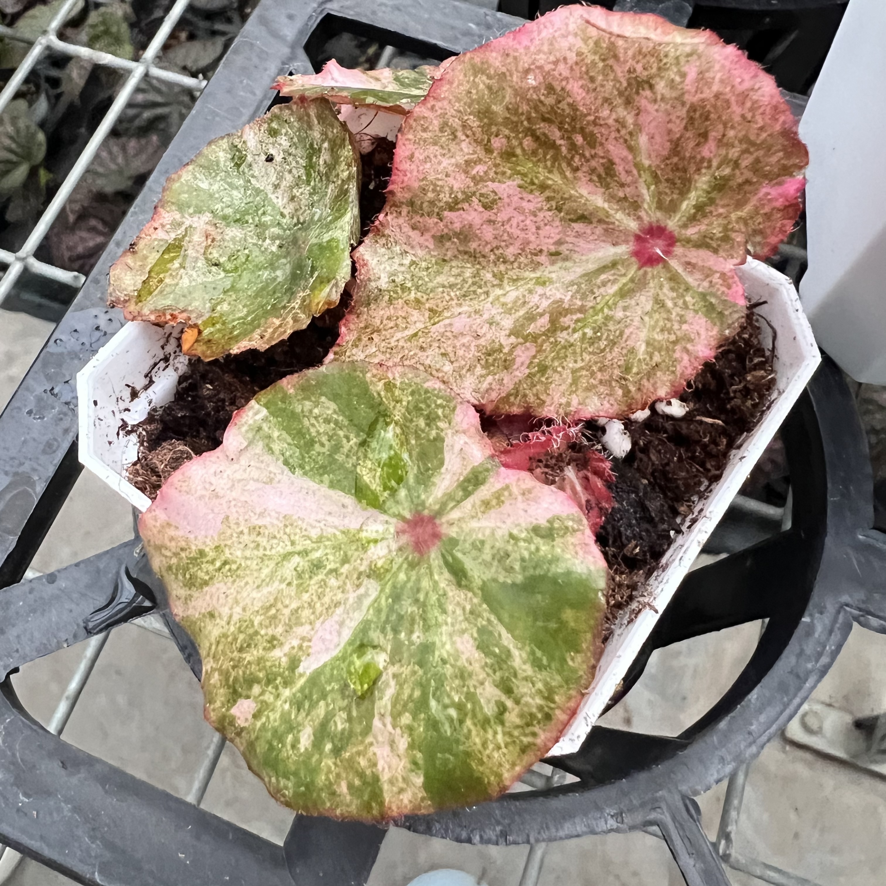 Begonia Rouge Pink Variegated